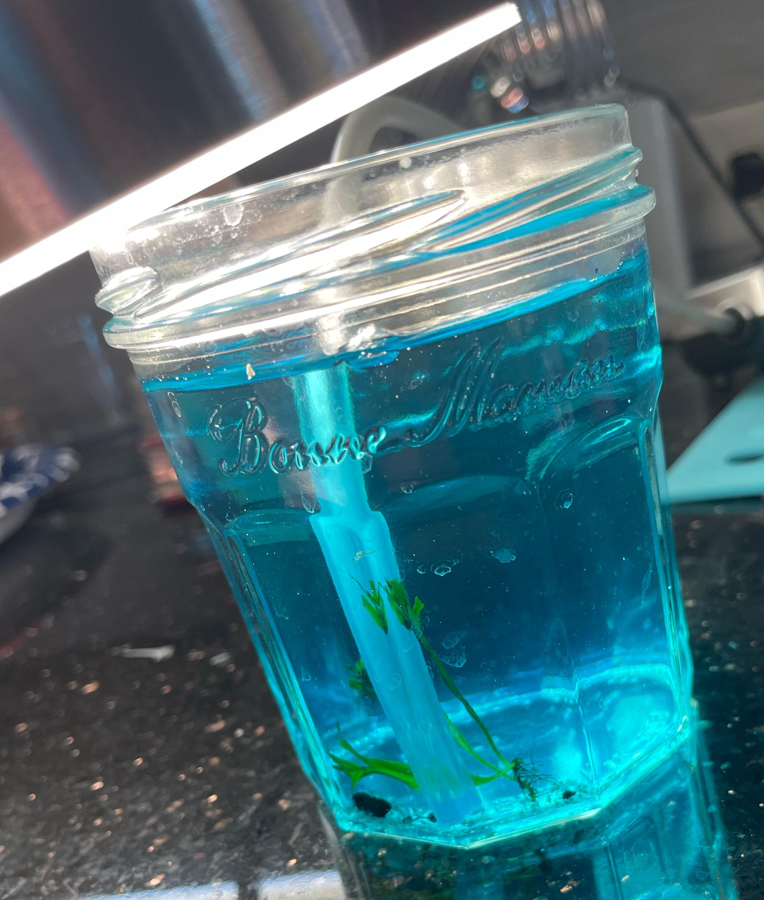 Any advice for cleaning the bottom of the tank without sucking up the