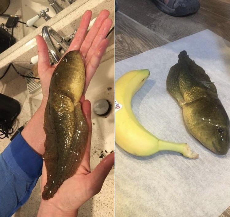 Tadpole that never evolved into frog r/interestingasfuck
