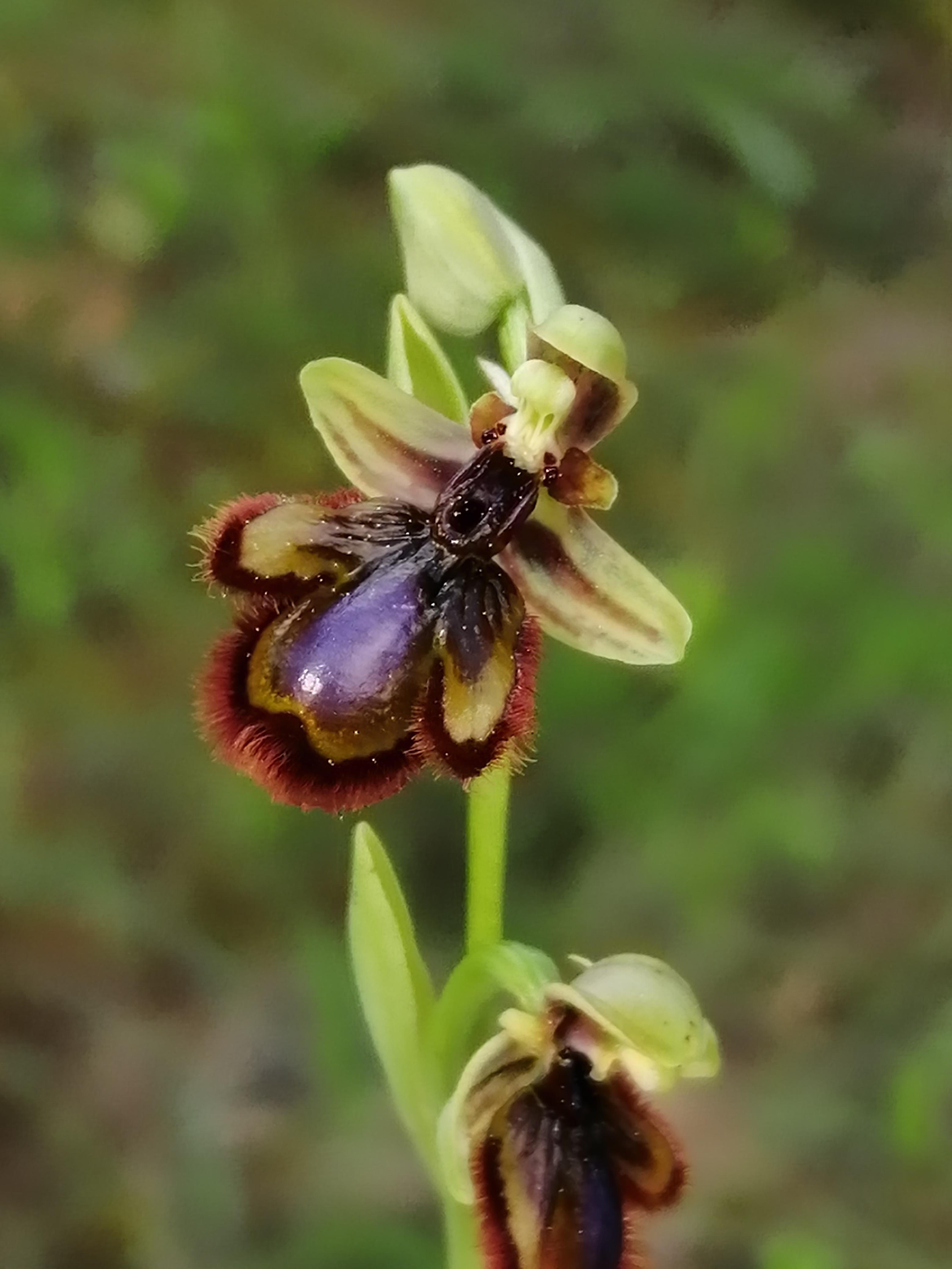 Here's a wild bee orchid that I found in one of my walks! r/orchids