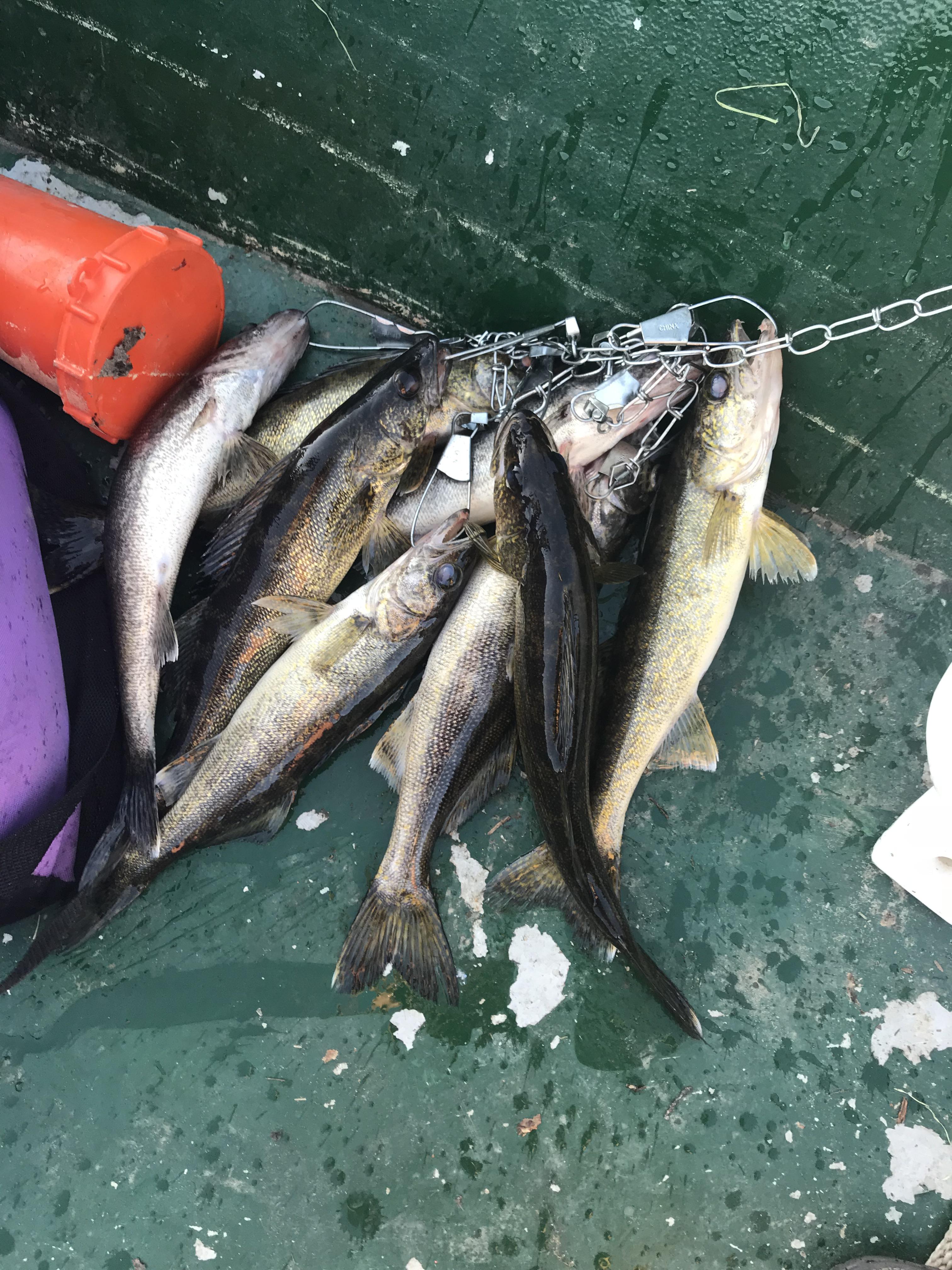 Not to bad of a day on the Montreal River! r/FishingOntario