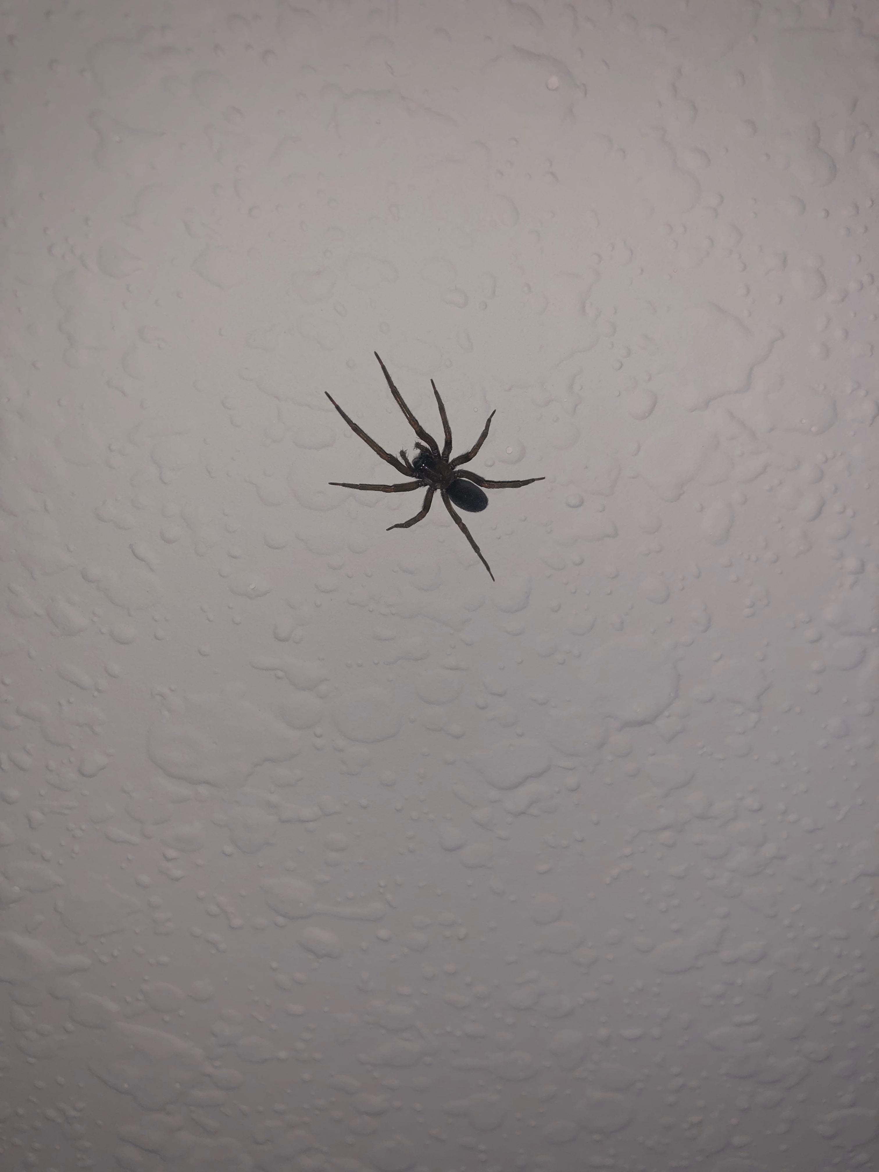 What kind of spider is this? South Texas 1/2inch black/brown spiders