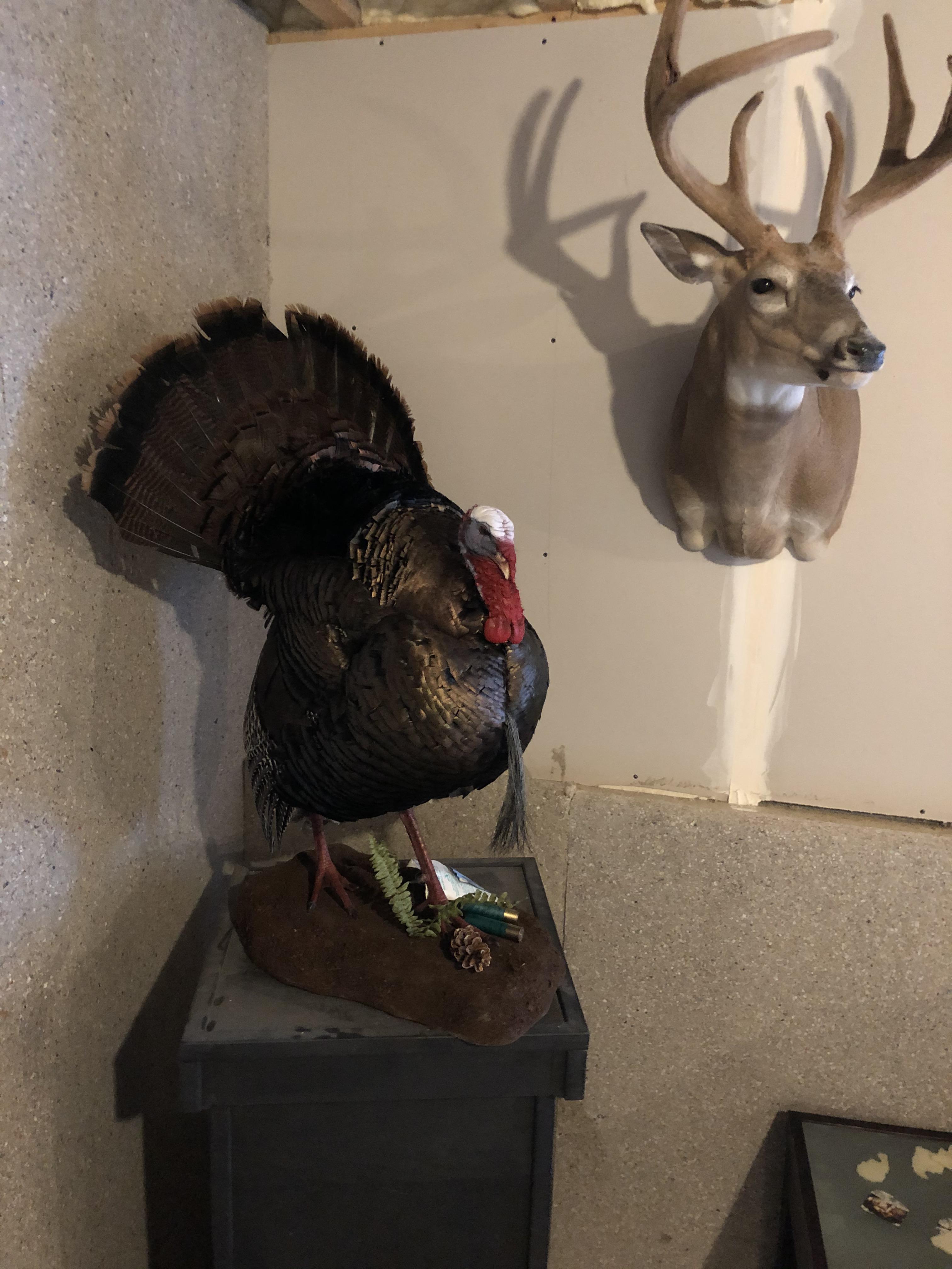 Just picked up last years Tom from the taxidermist r/Hunting