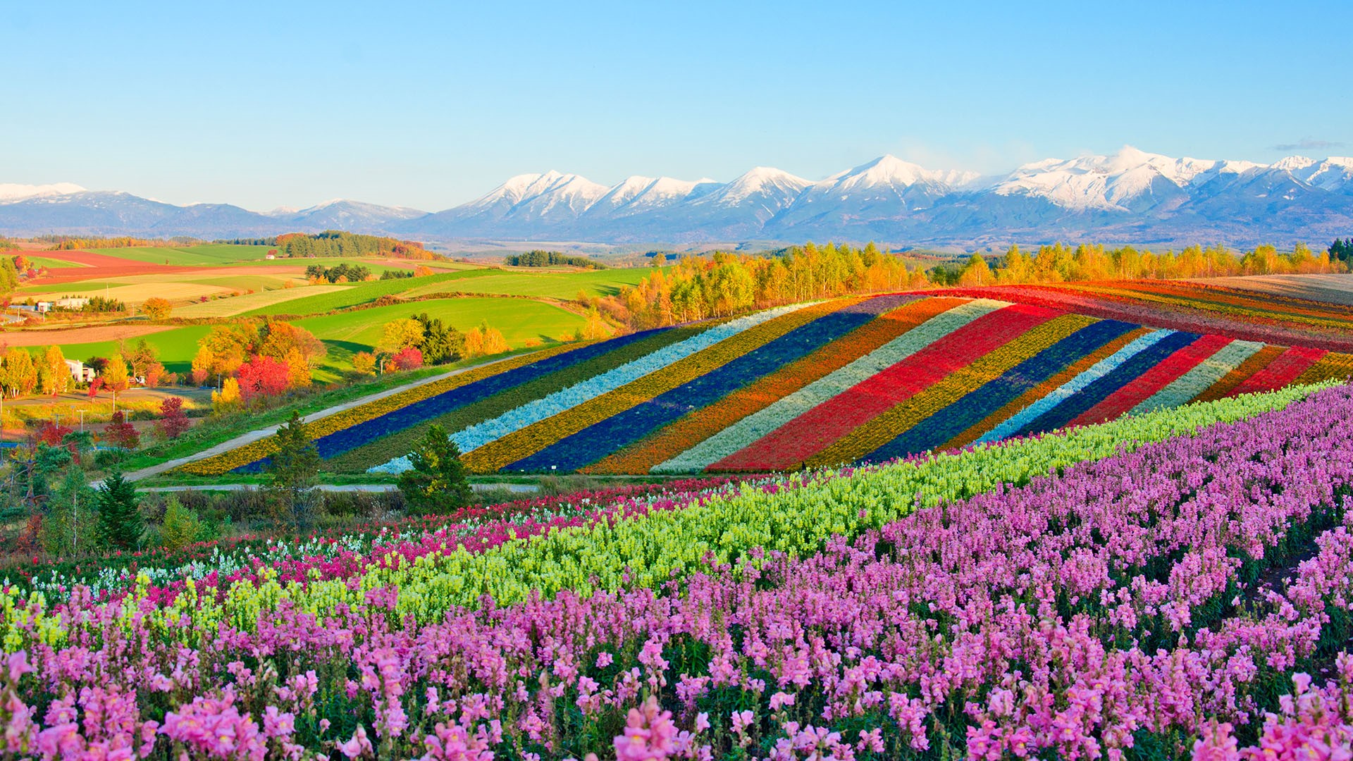 🔥 Panoramic flower gardens of Shikisai no oka hill, Biei, Furano basin