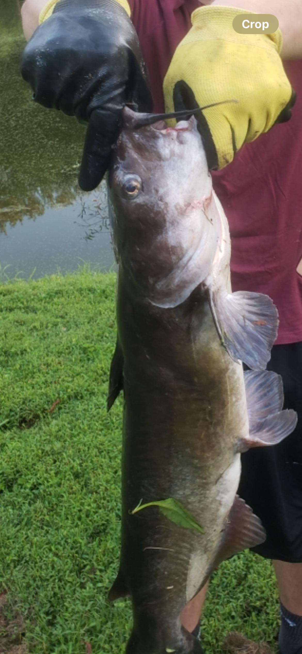 What kind of catfish? Caught in PA pond r/Fishing