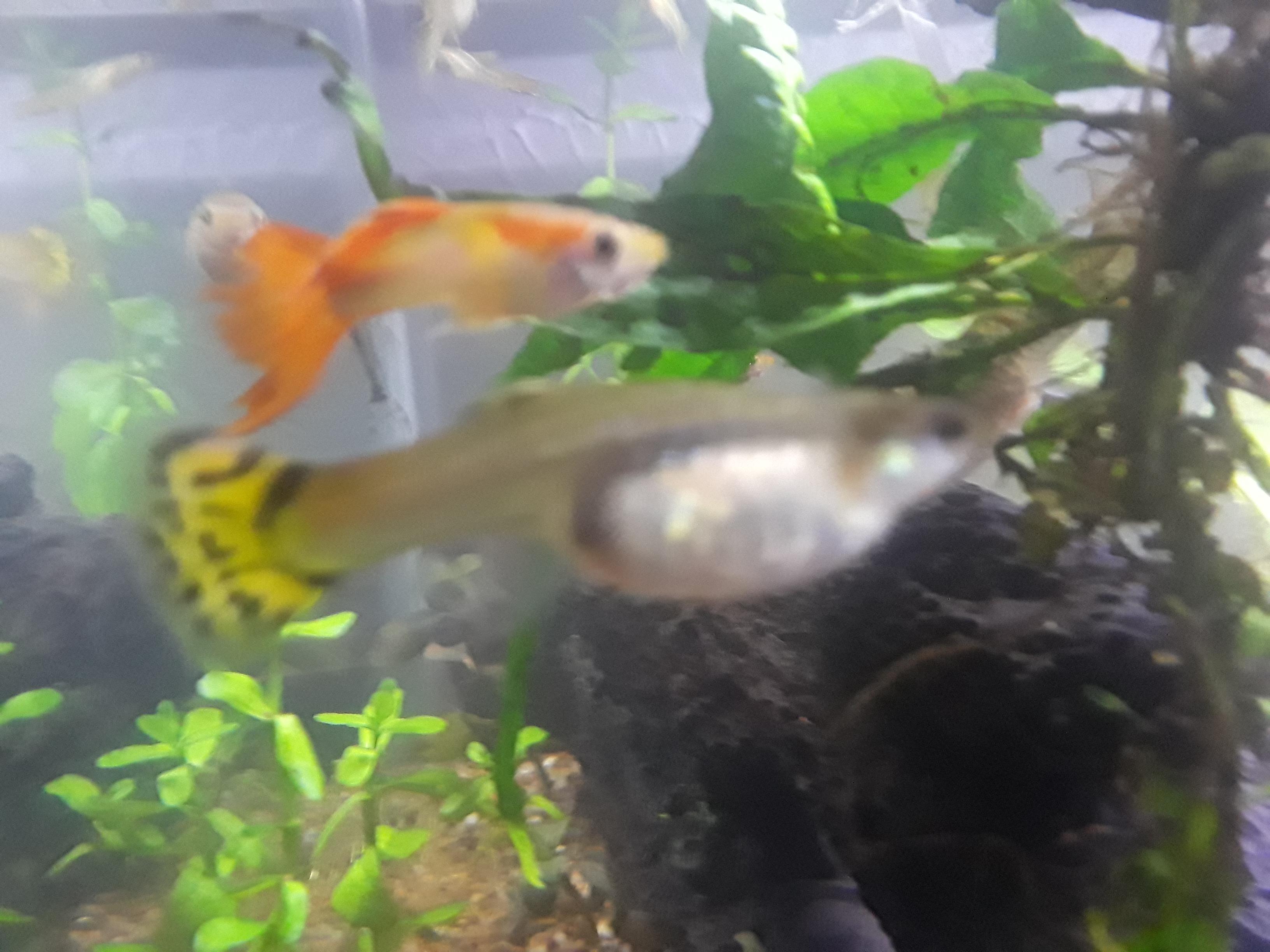 [FS/FT] DFW 1+multiple items Guppies, Moss balls, Bladder Snails