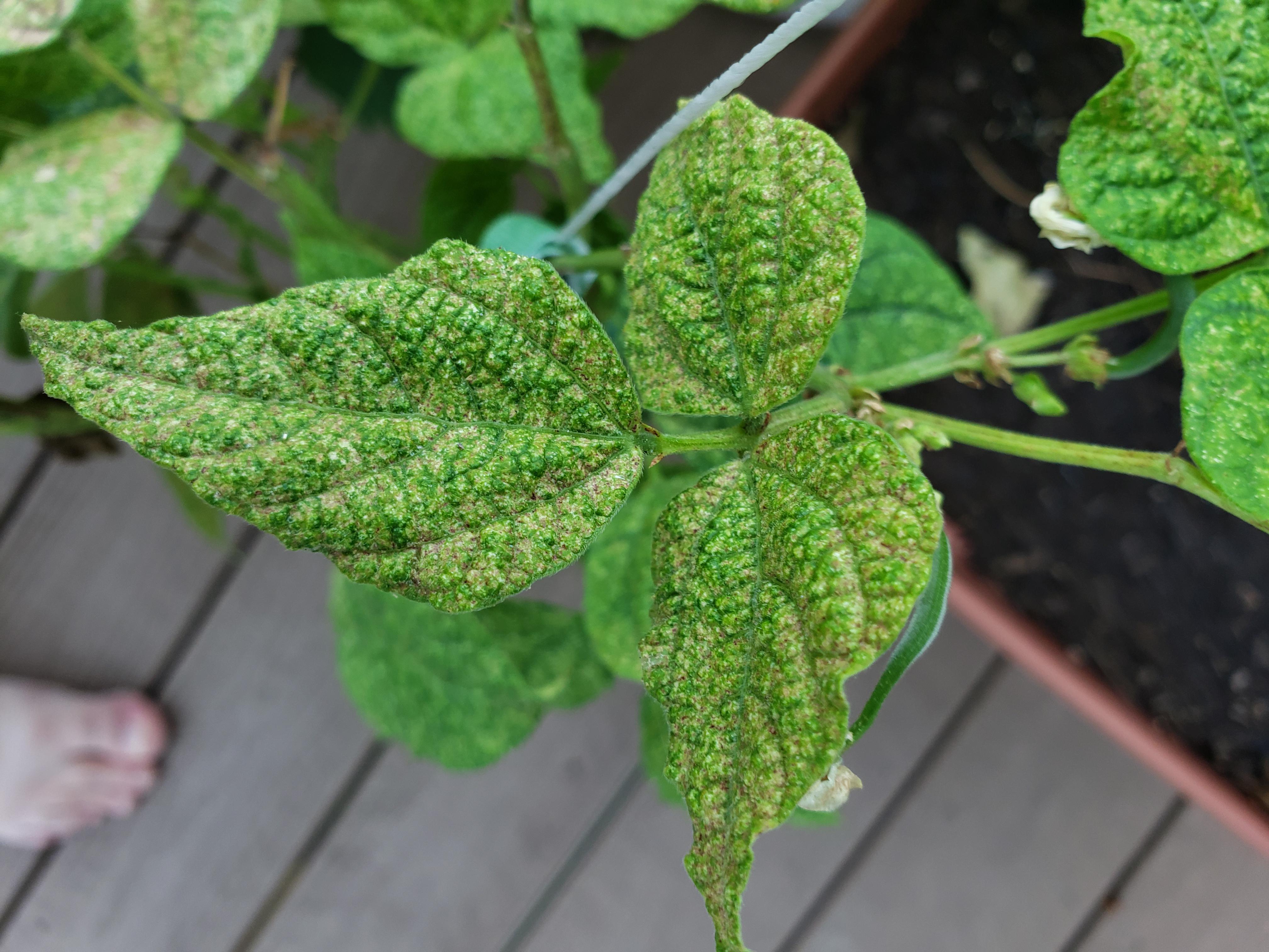 Sick green bean plants r/gardening