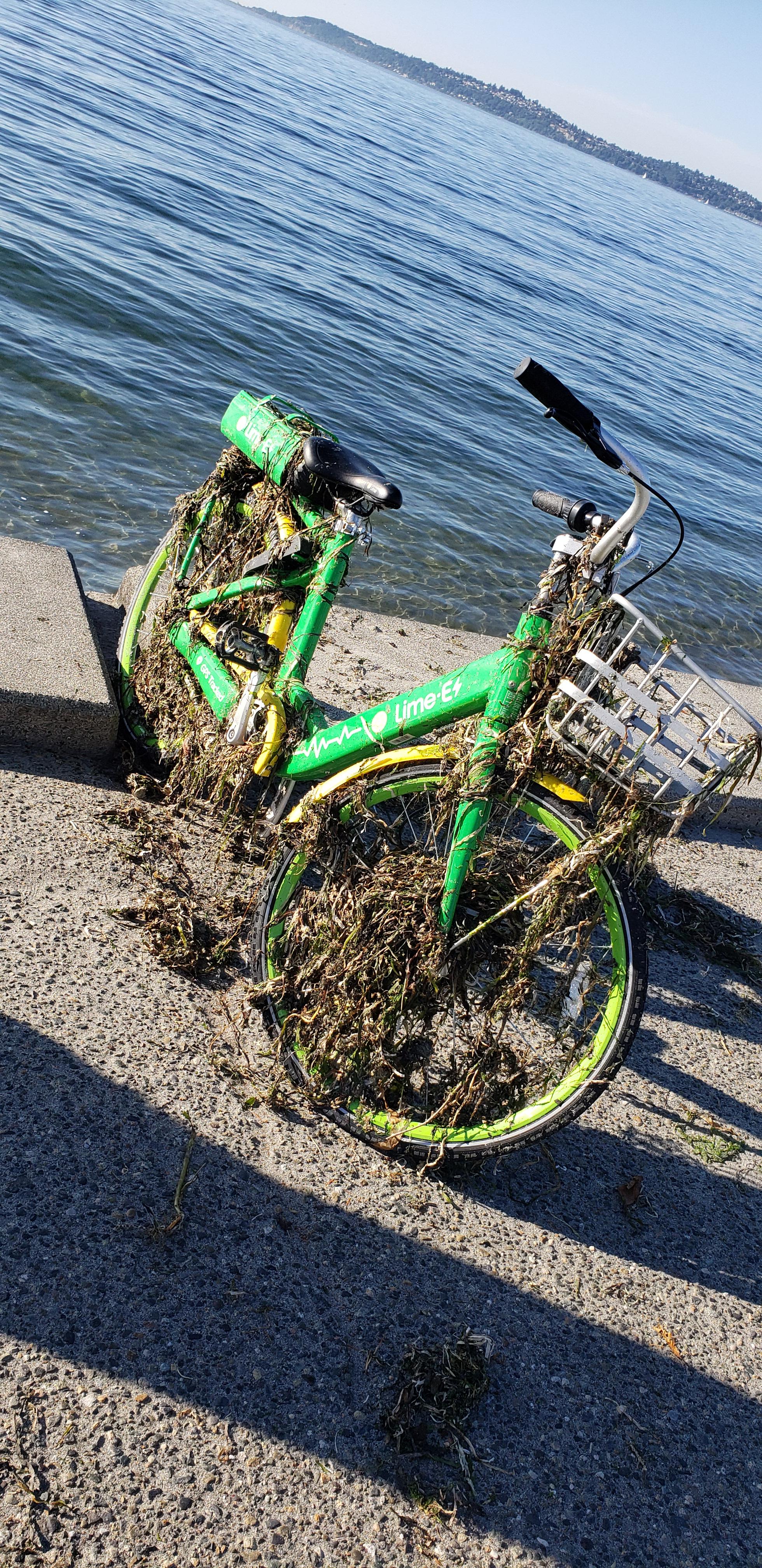 (S)Lime Bike Alki Beach! Seattle