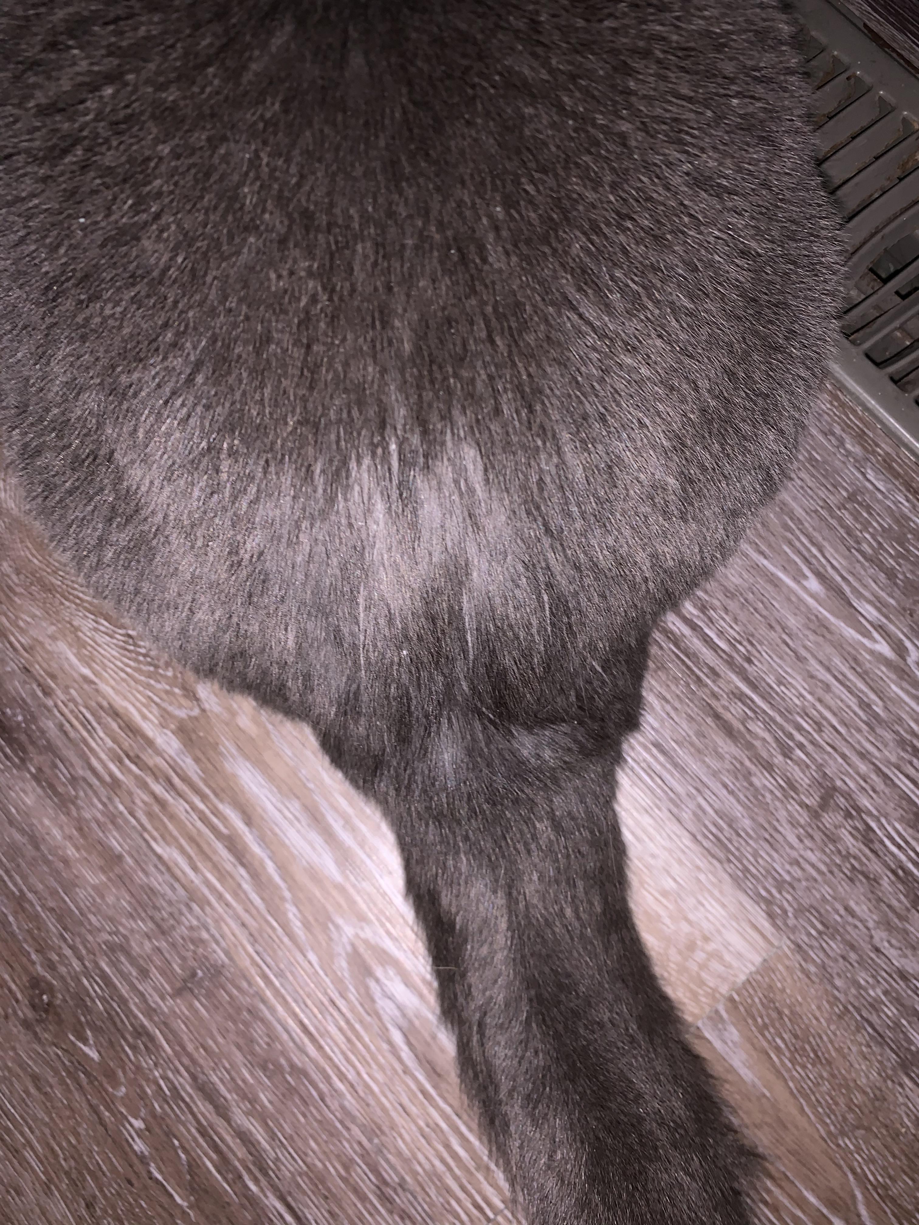 What is this patch of stale hair on my cat? r/cats
