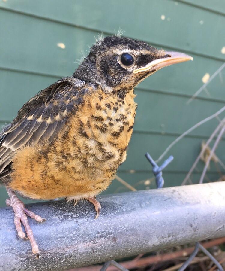 Baby robin r/aww