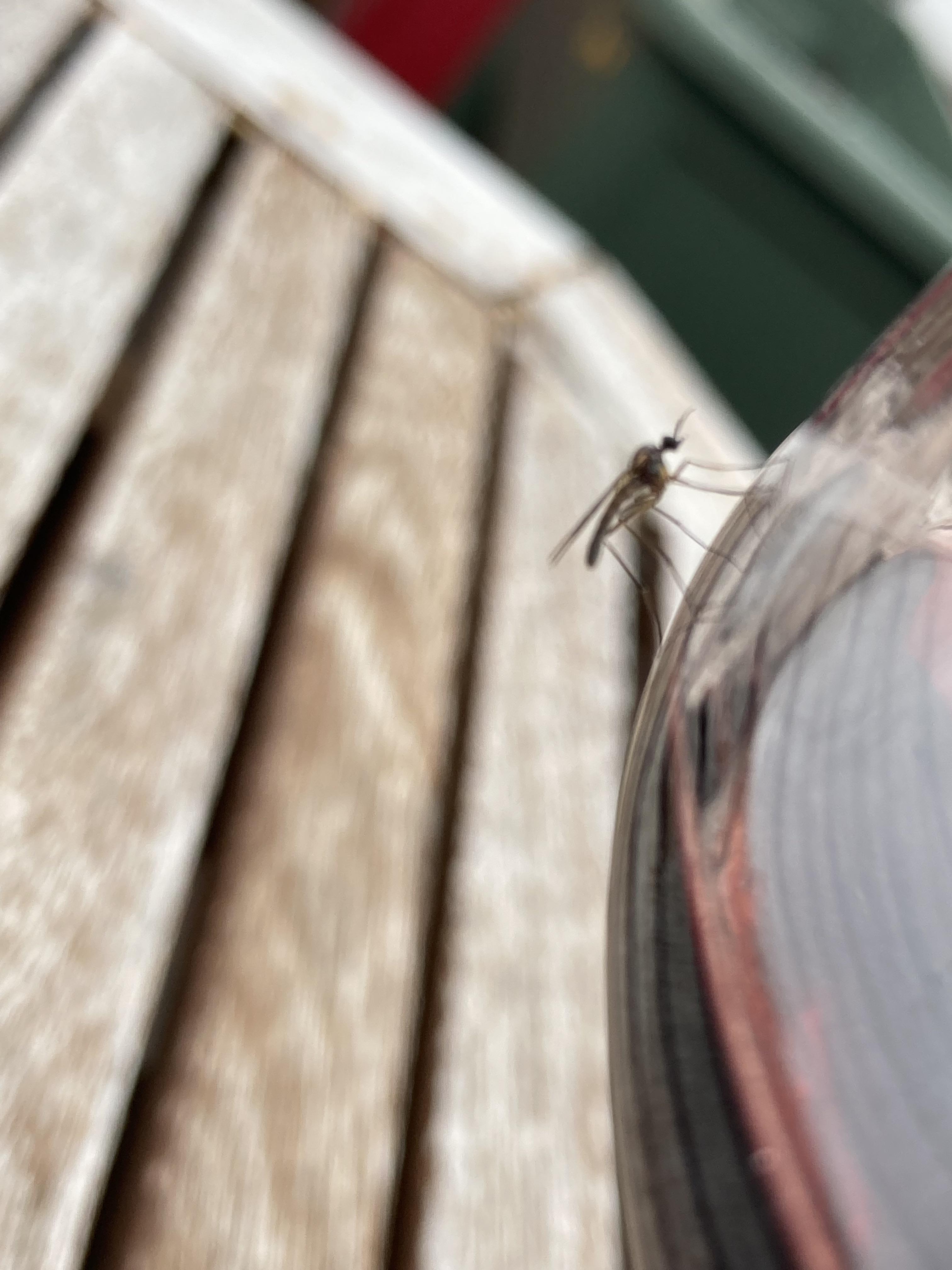 Is this a mosquito? (Alpine Iceland) r/insects