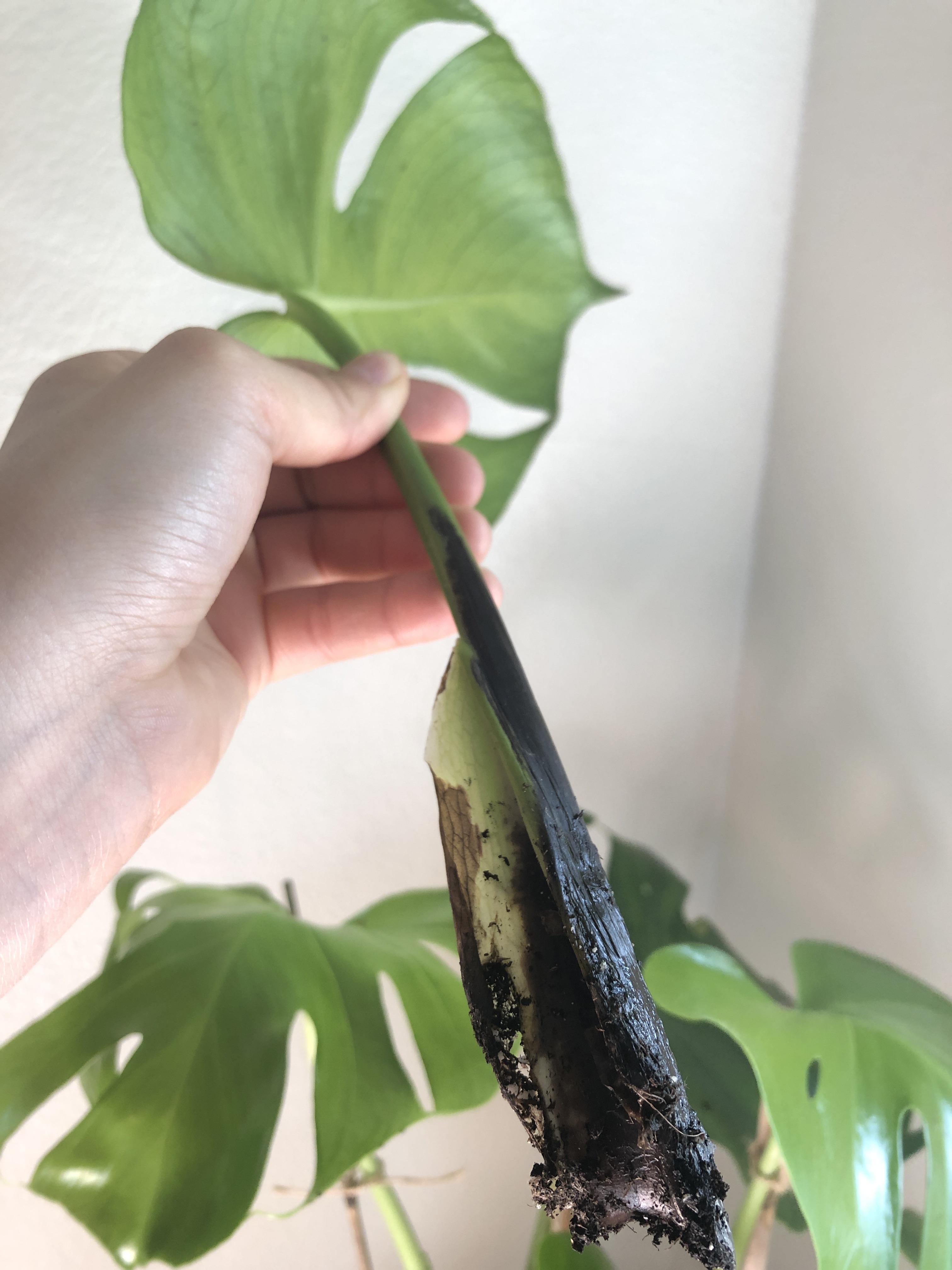 Is this root rot on my monstera deliciosa? How do I fix it? It fell
