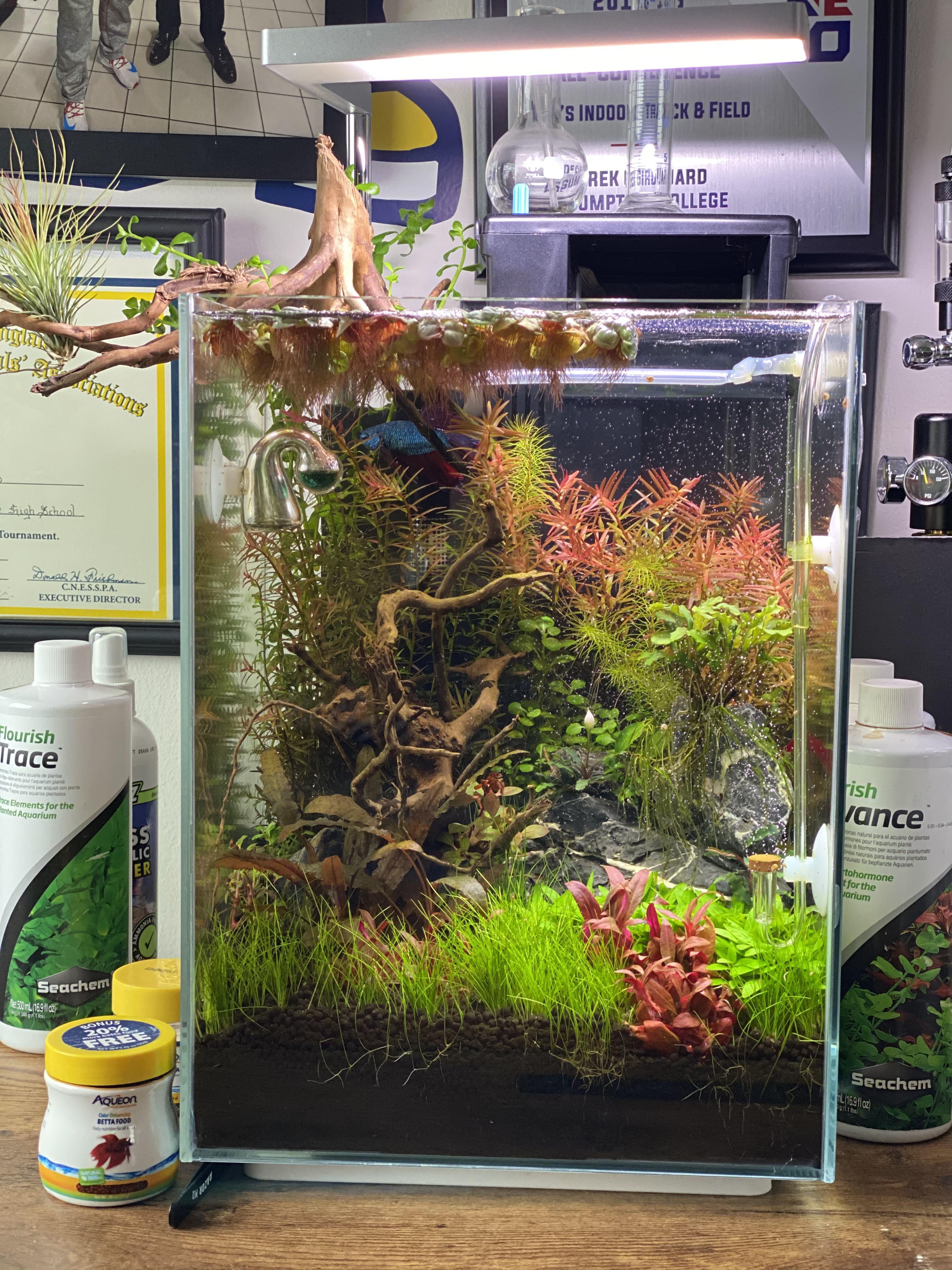 5 gal Betta Tank r/Aquariums