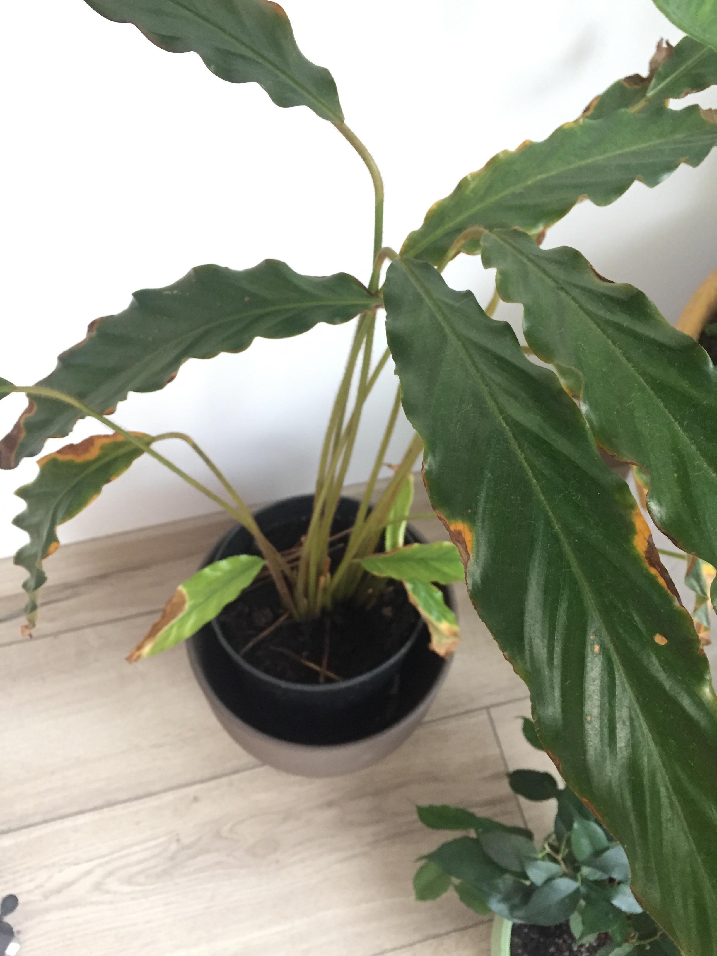 Calathea Leaves Turning Yellow Reasons And How To Fix, 56 OFF