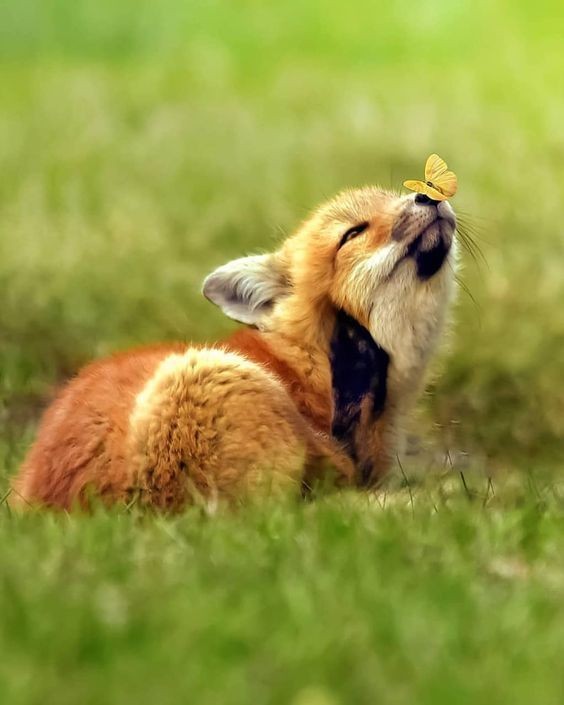 Butterfly on fox nose!! r/foxes