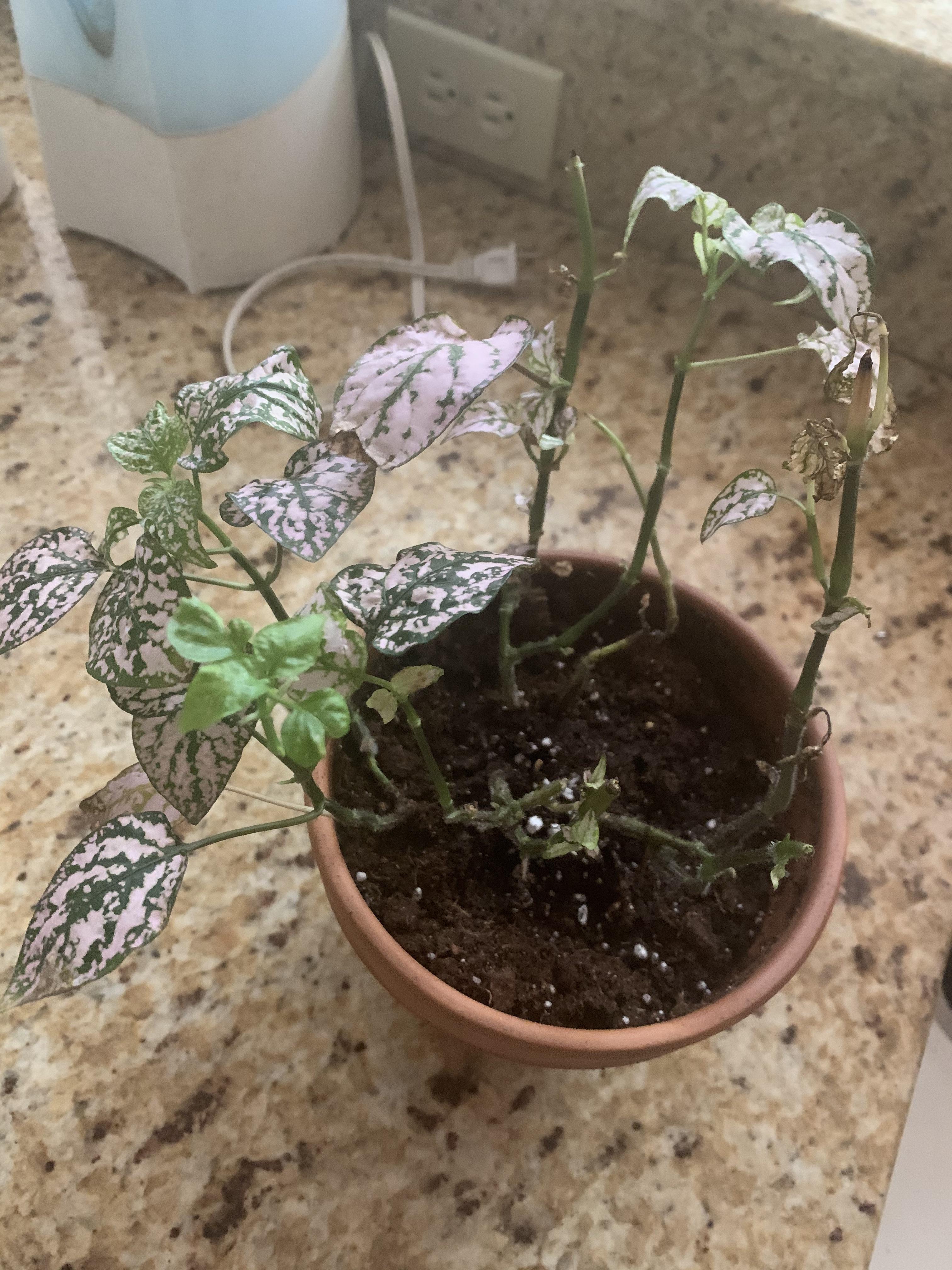 Sick Pink Polka Dot Plant r/plantclinic