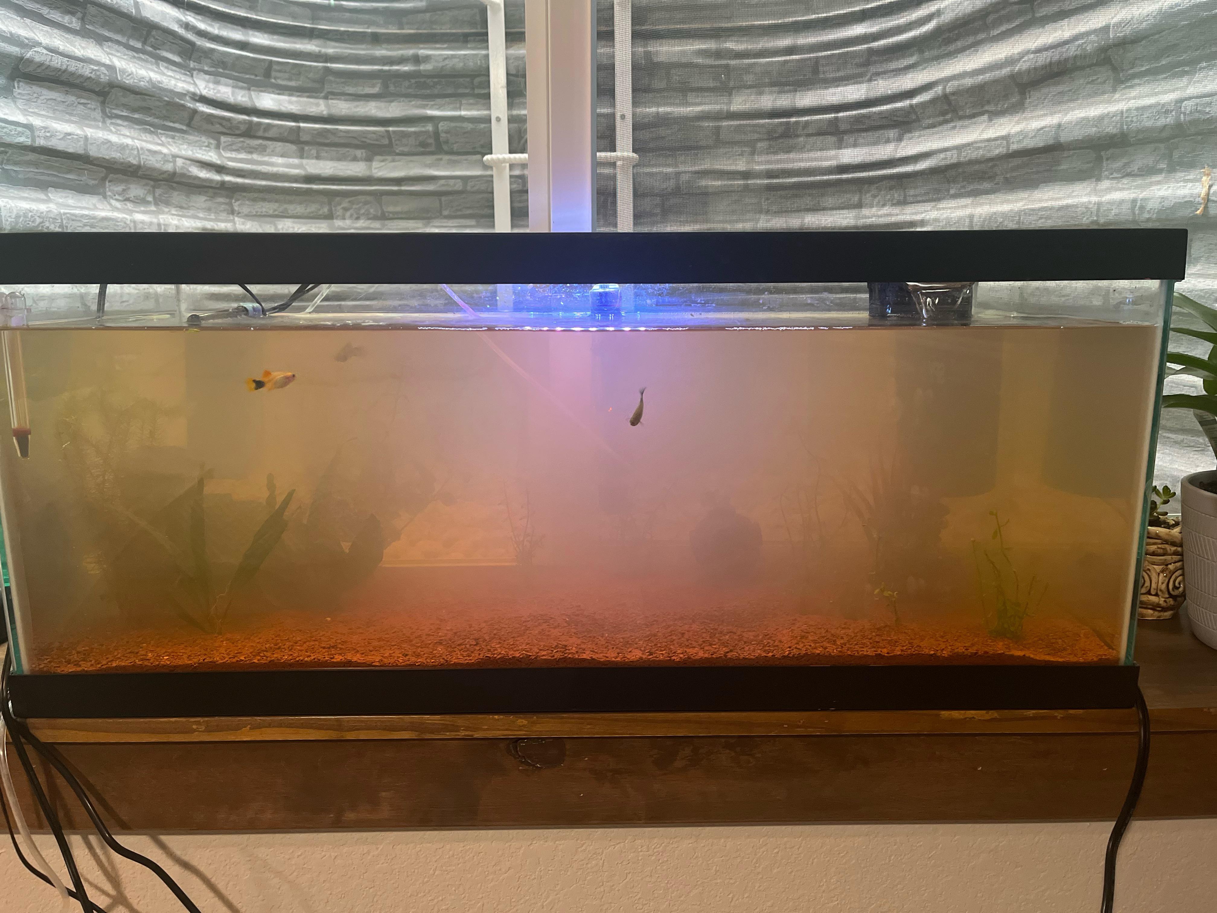 Why does my tank keep getting more and more cloudy everyday? r/Aquariums