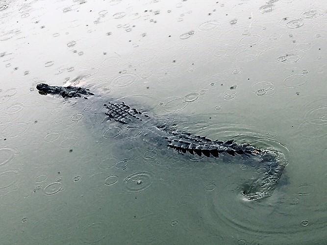 What do we do about crocodiles in the Florida Keys just steps away from