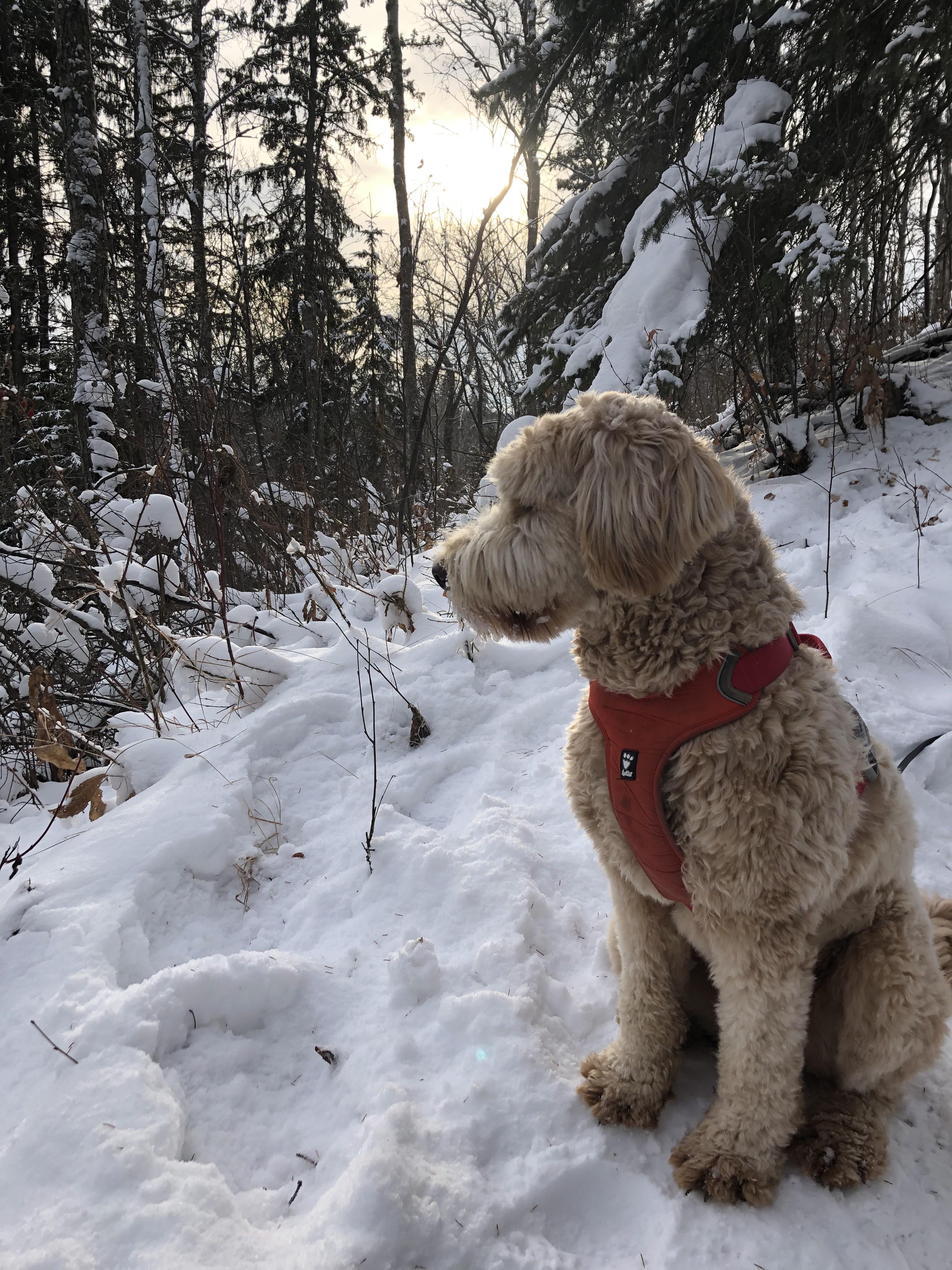 My partner on today’s urban snowshoe adventure. Whitemud ravine