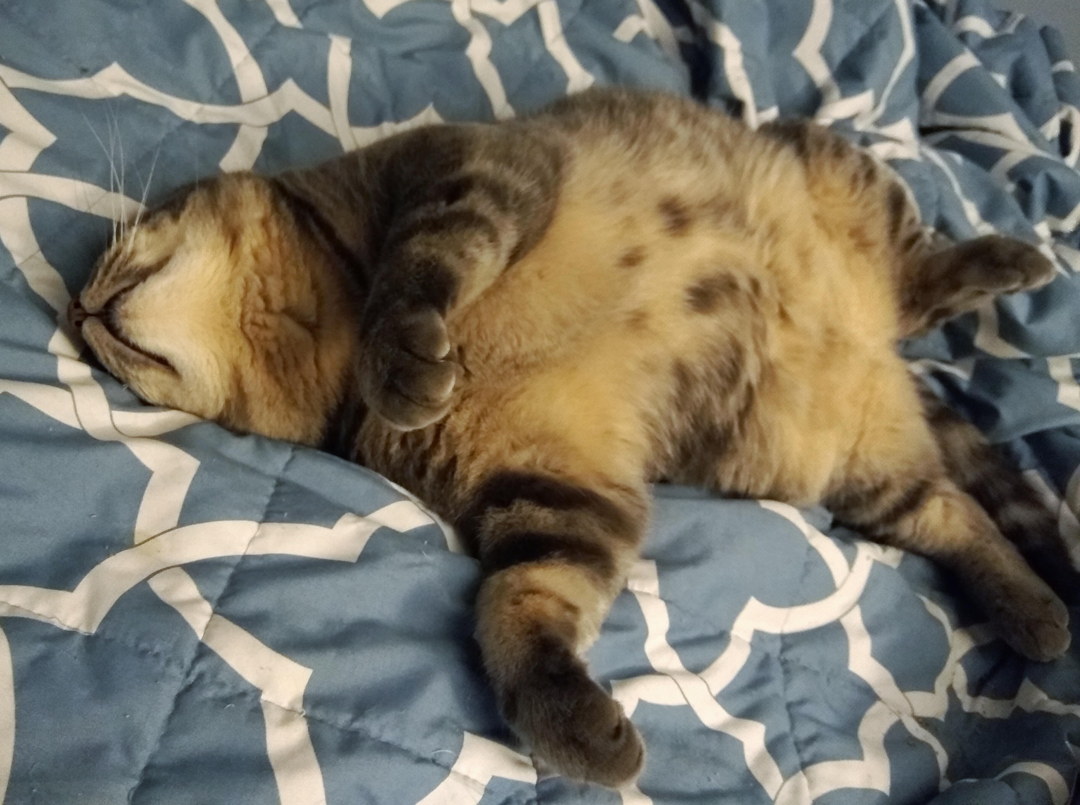 The cat's gone belly up. Not a care in the world. I guess sleeping like