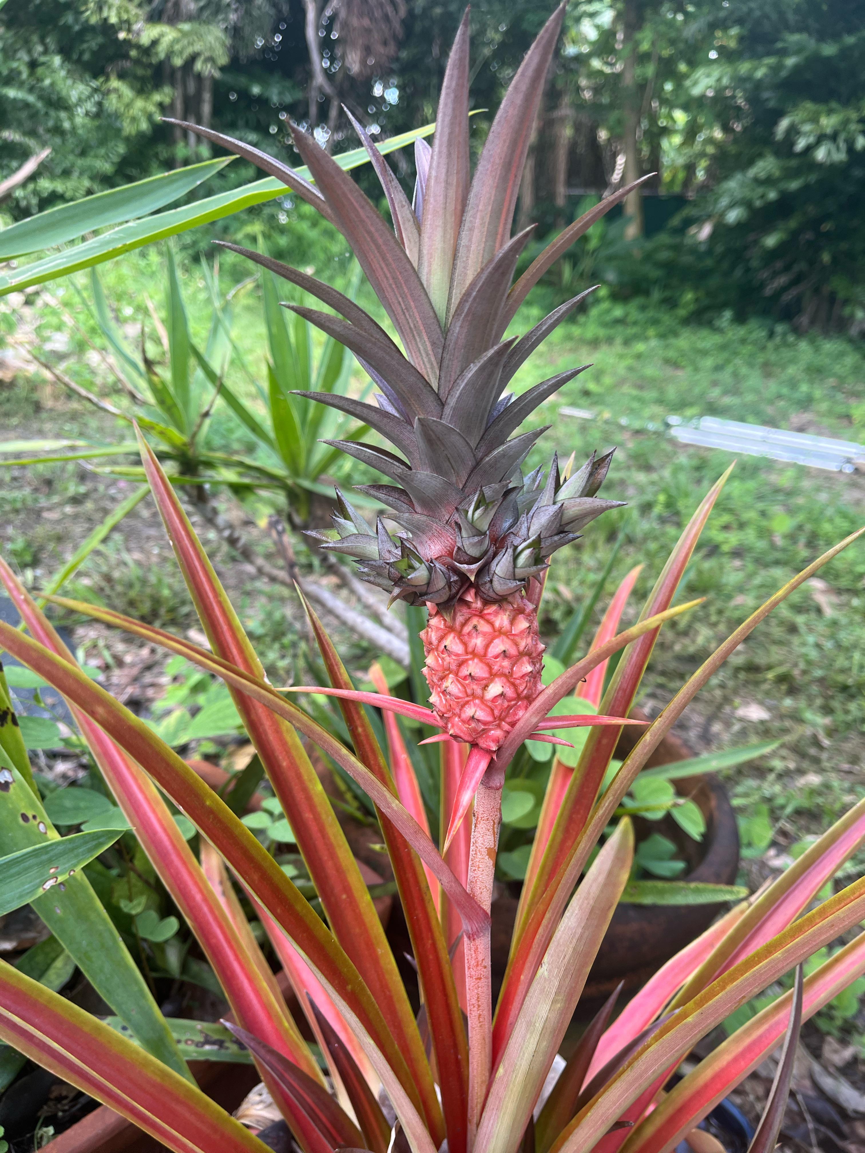 Pink pineapple RealLifeShinies