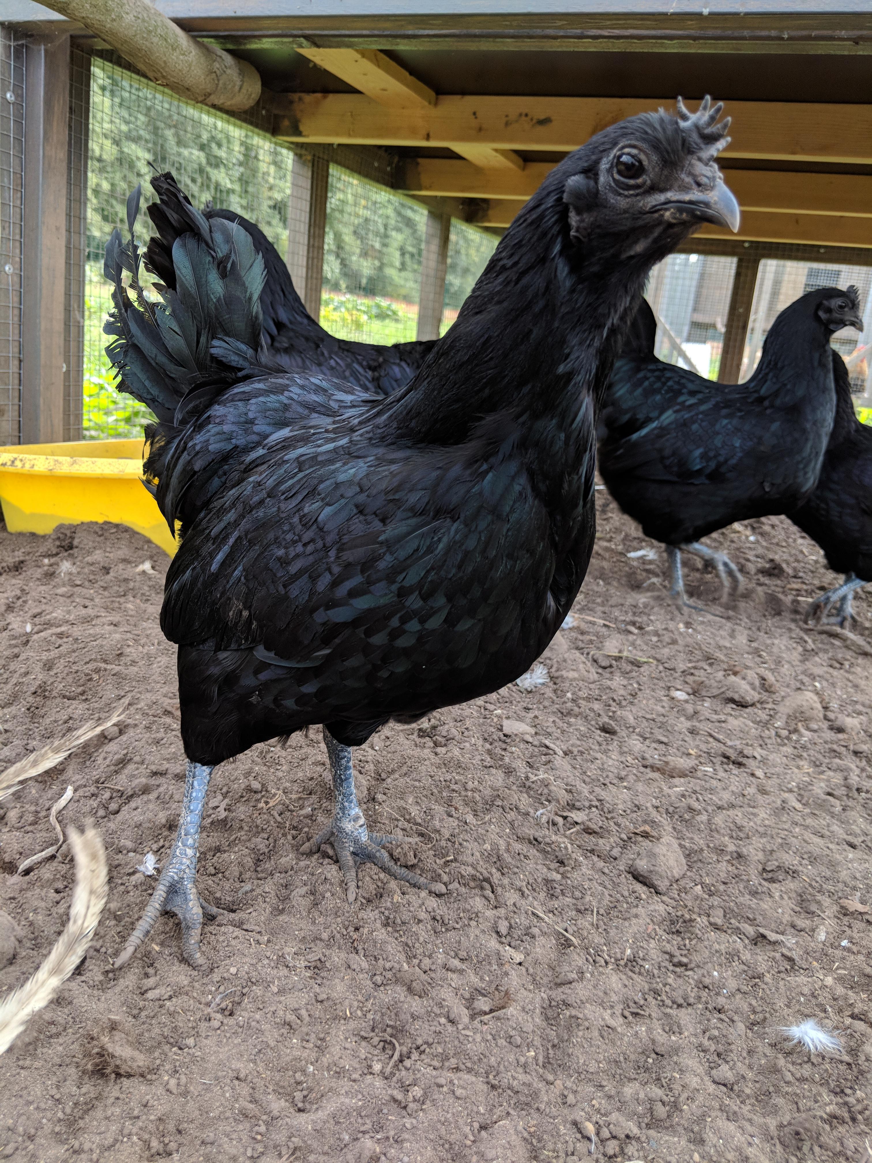 Happy Monday from Mile Four & this beautiful Ayam Cemani