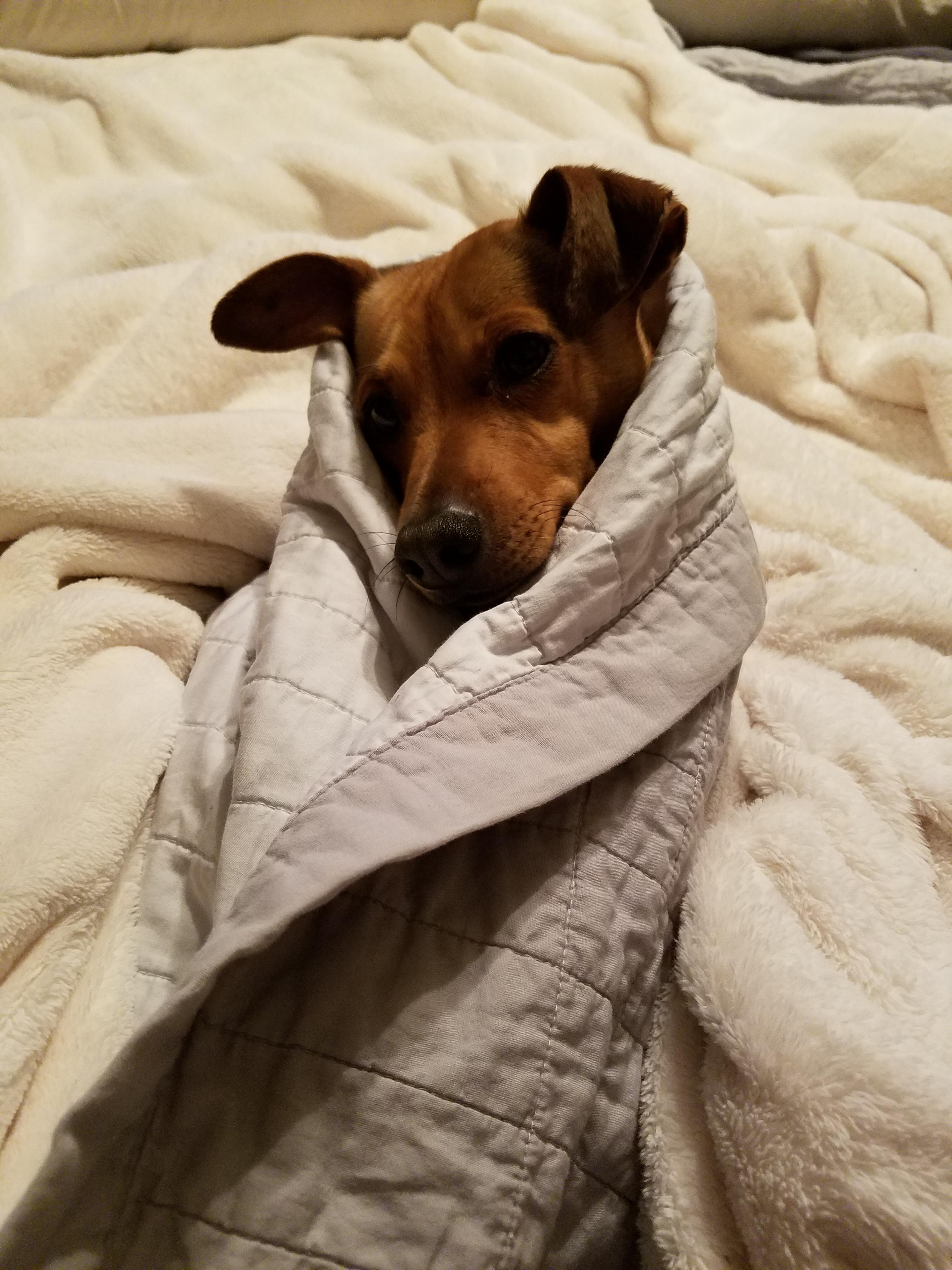 ...wrapped in swaddling clothes r/aww