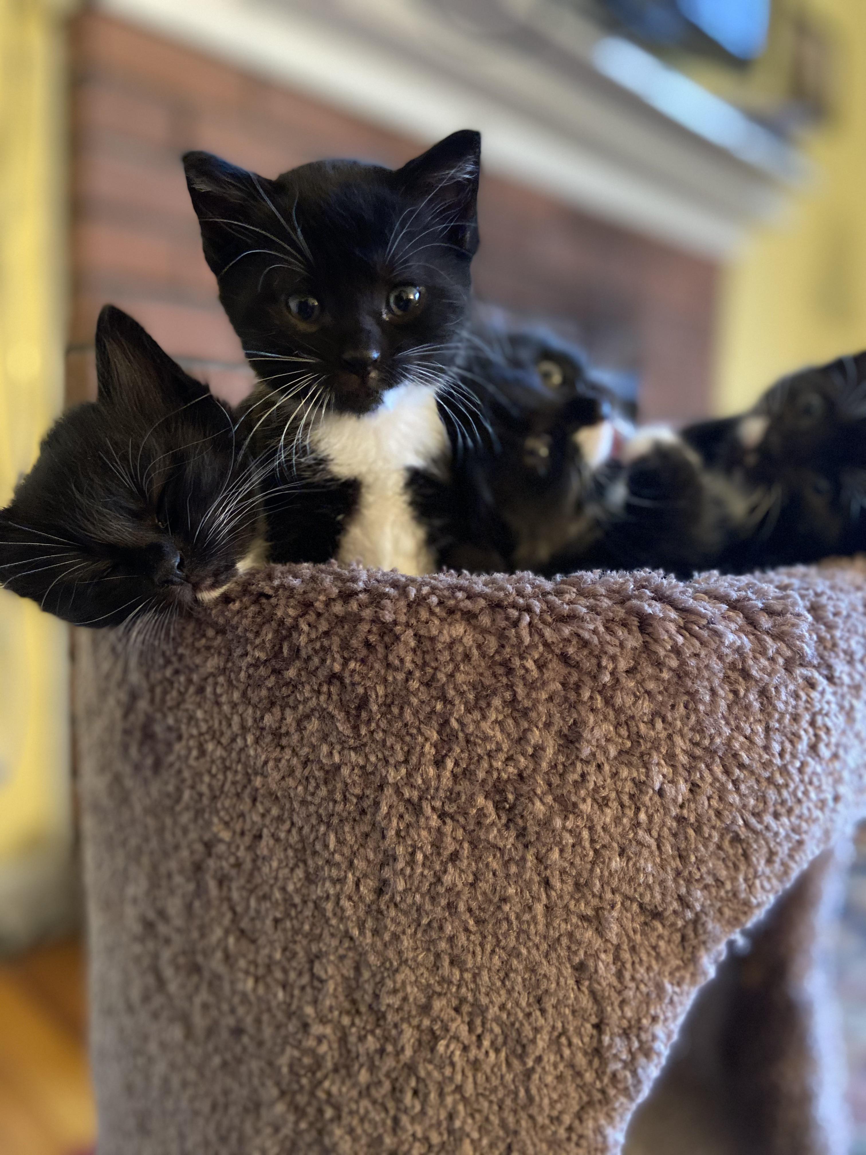 My cats kittens from a few years ago r/cats