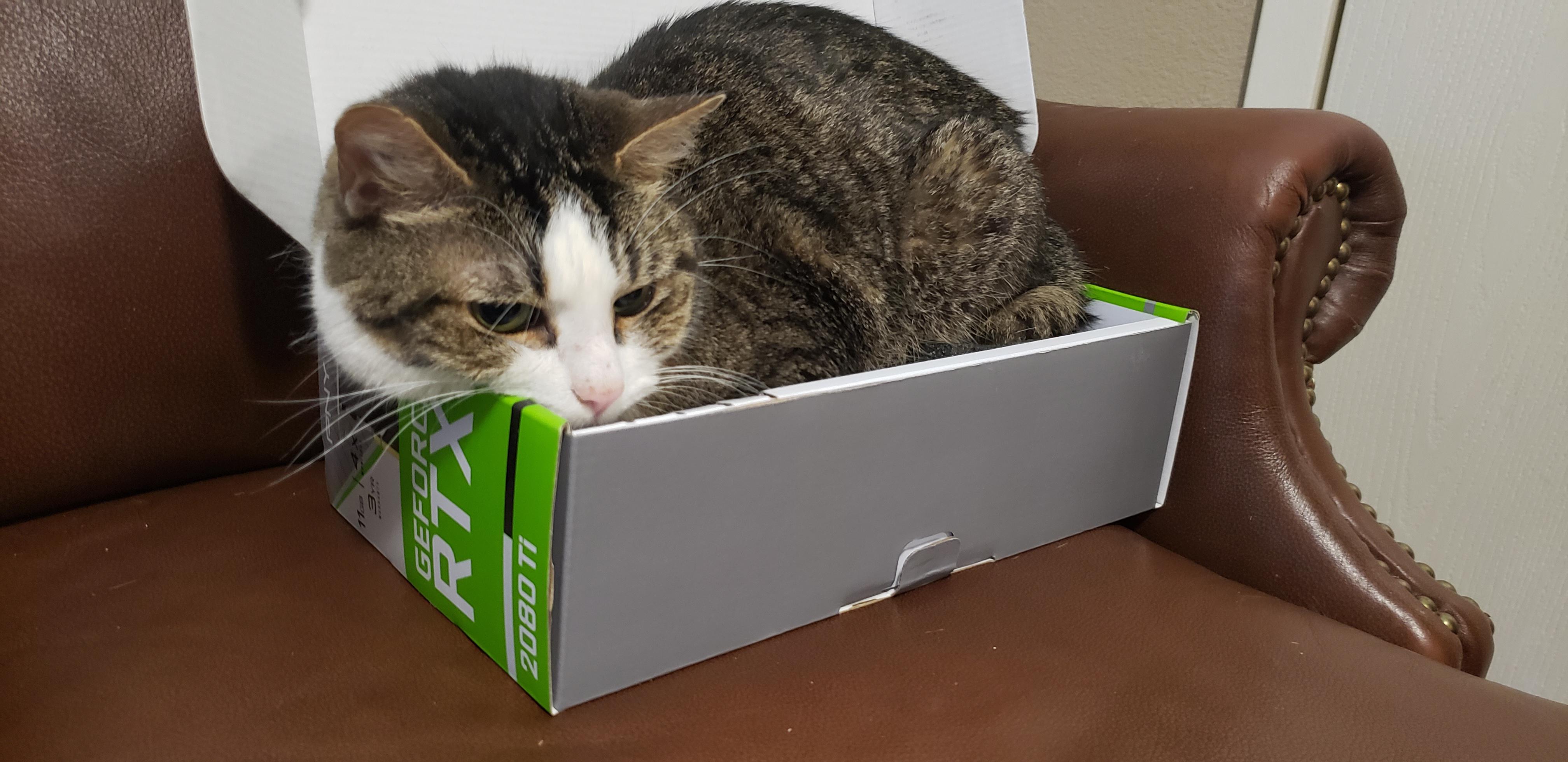 World's most expensive cat bed r/pcmasterrace