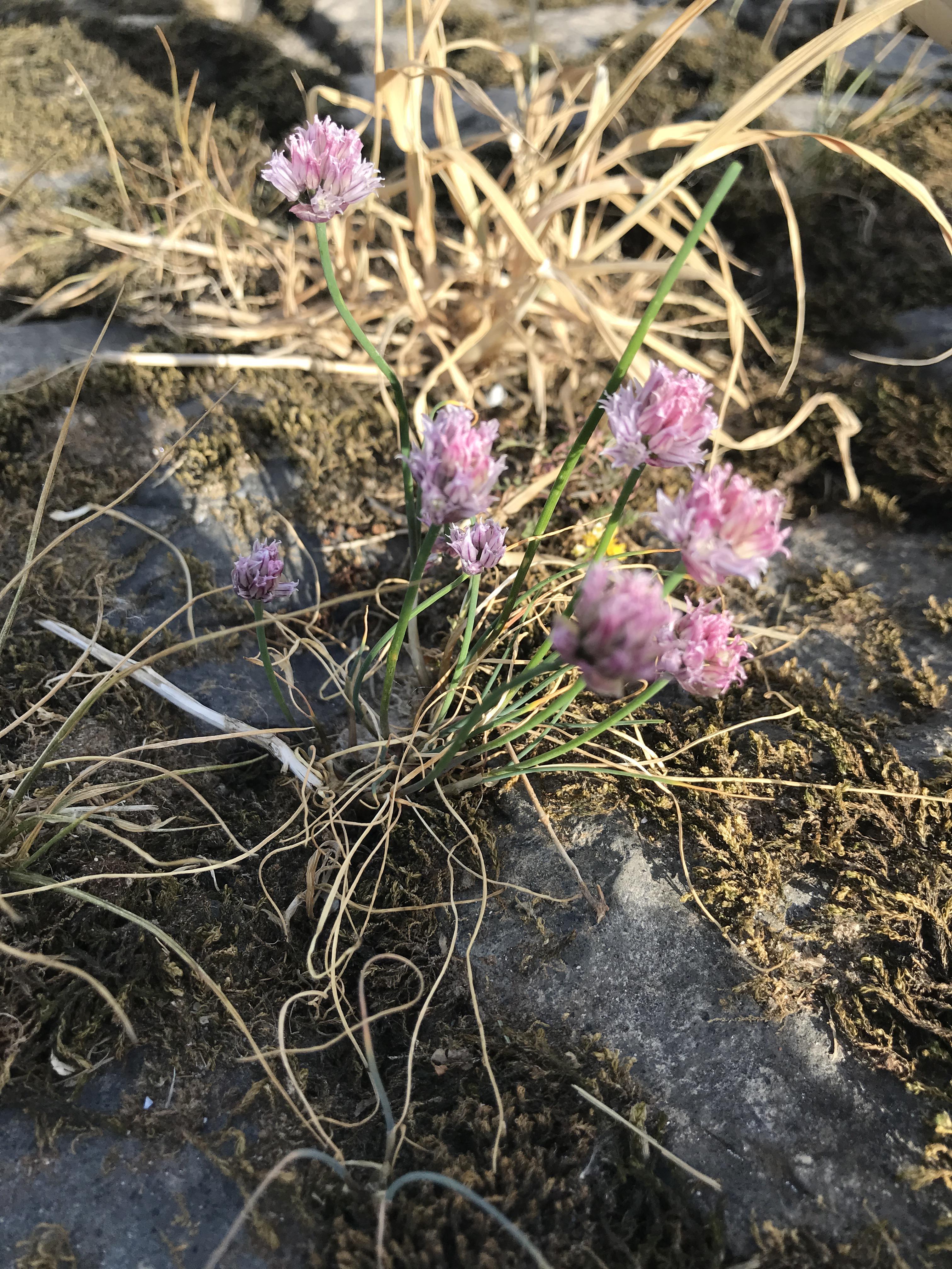 Flower with a stem that smells like garlic, what is it? r/Whatisthis