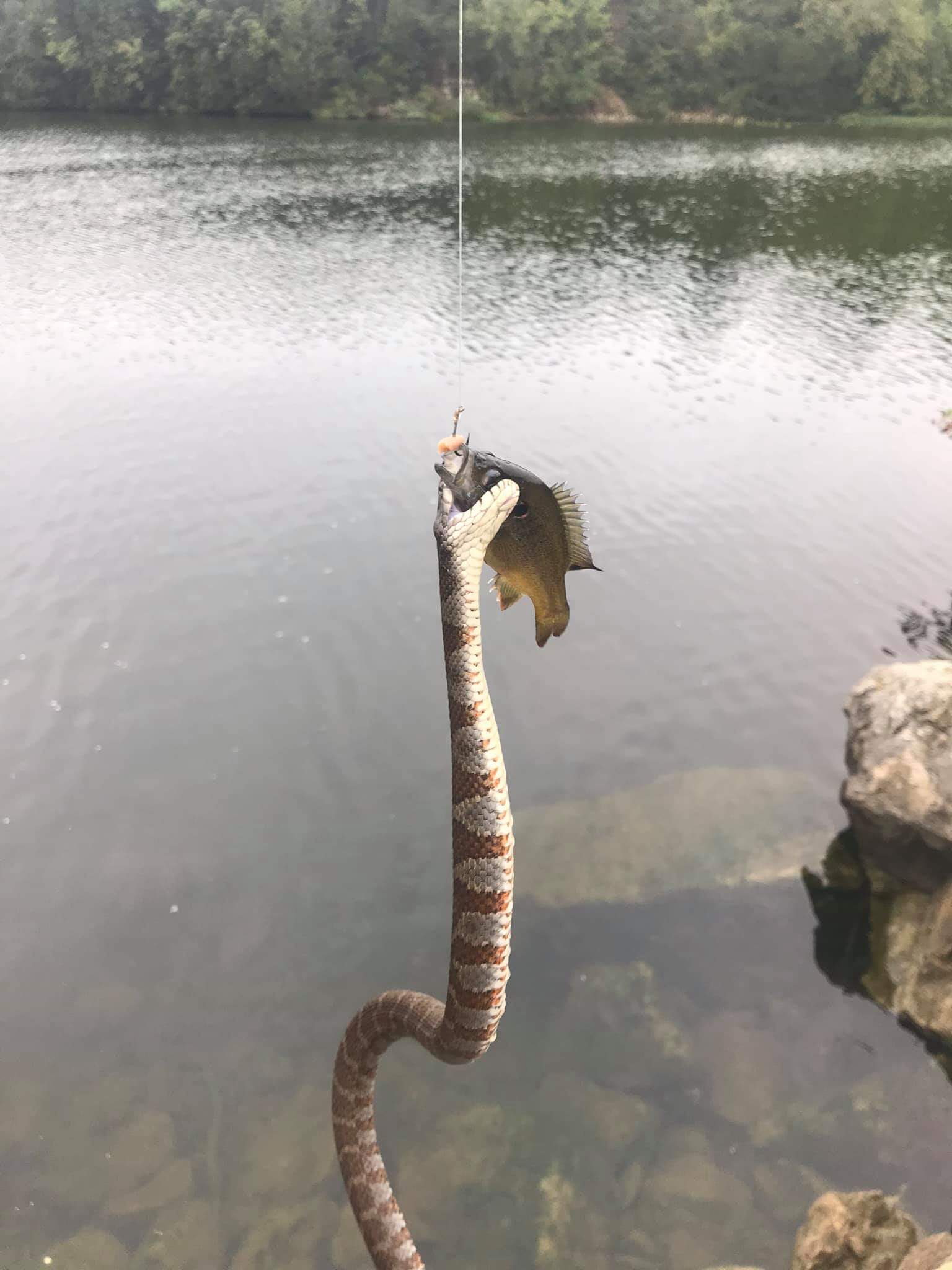 🔥 Northern water snake jumps out of water to snag sunfish in Geary State Fishing Lake, Kansas