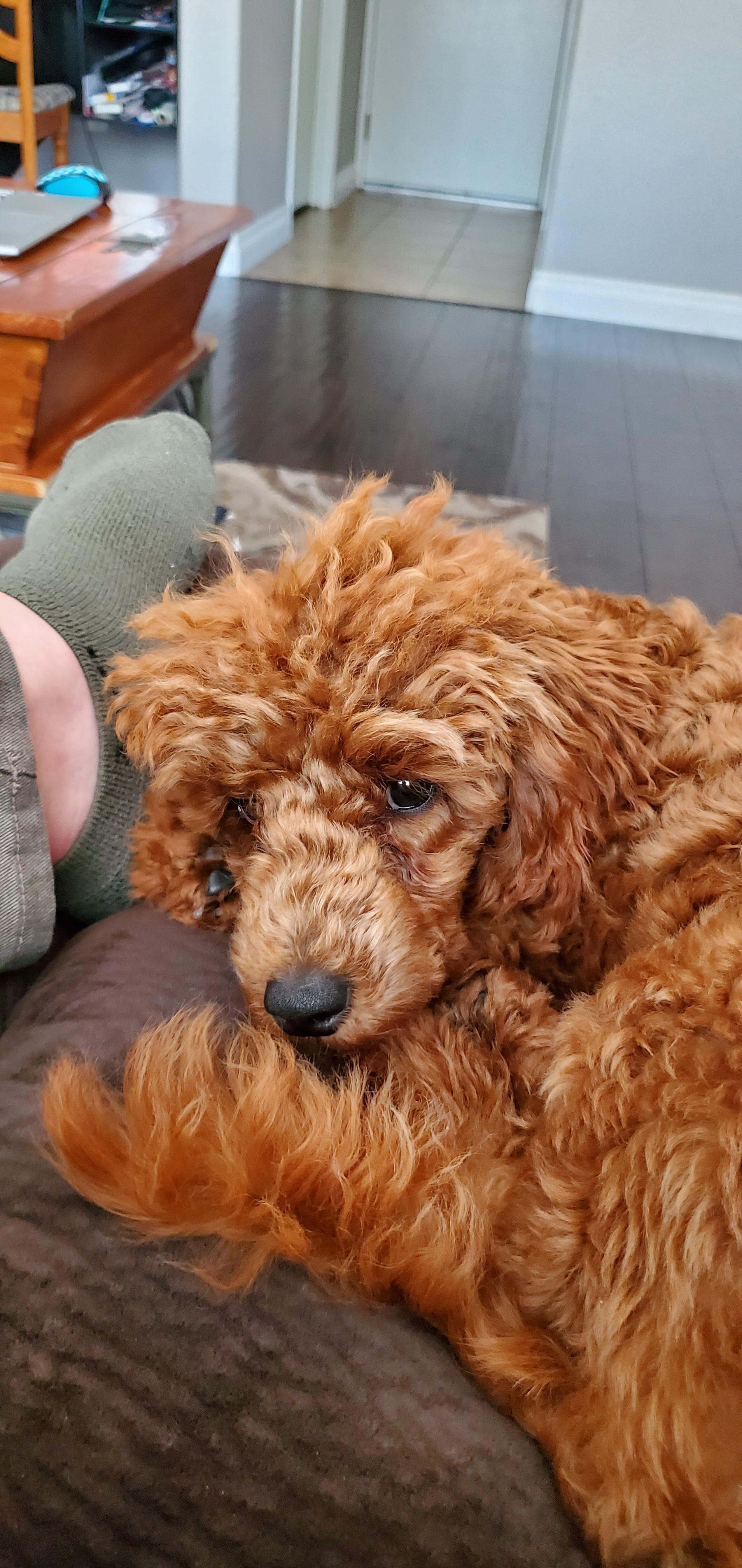 Gf just got a new puppy r/puppy