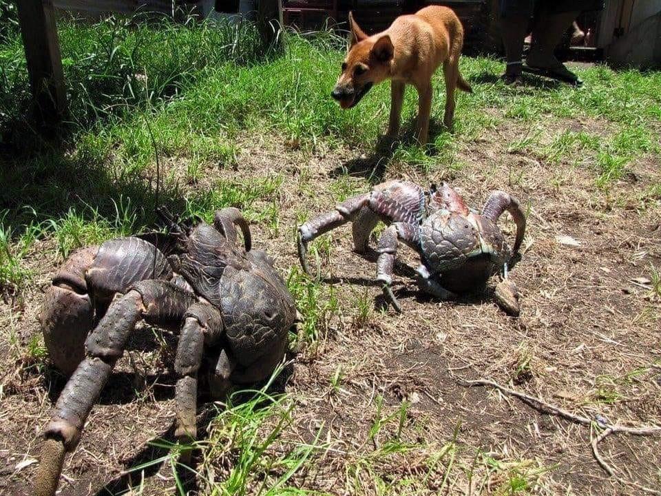 Found in Guam, Coconut crabs are also known as Robber crabs because