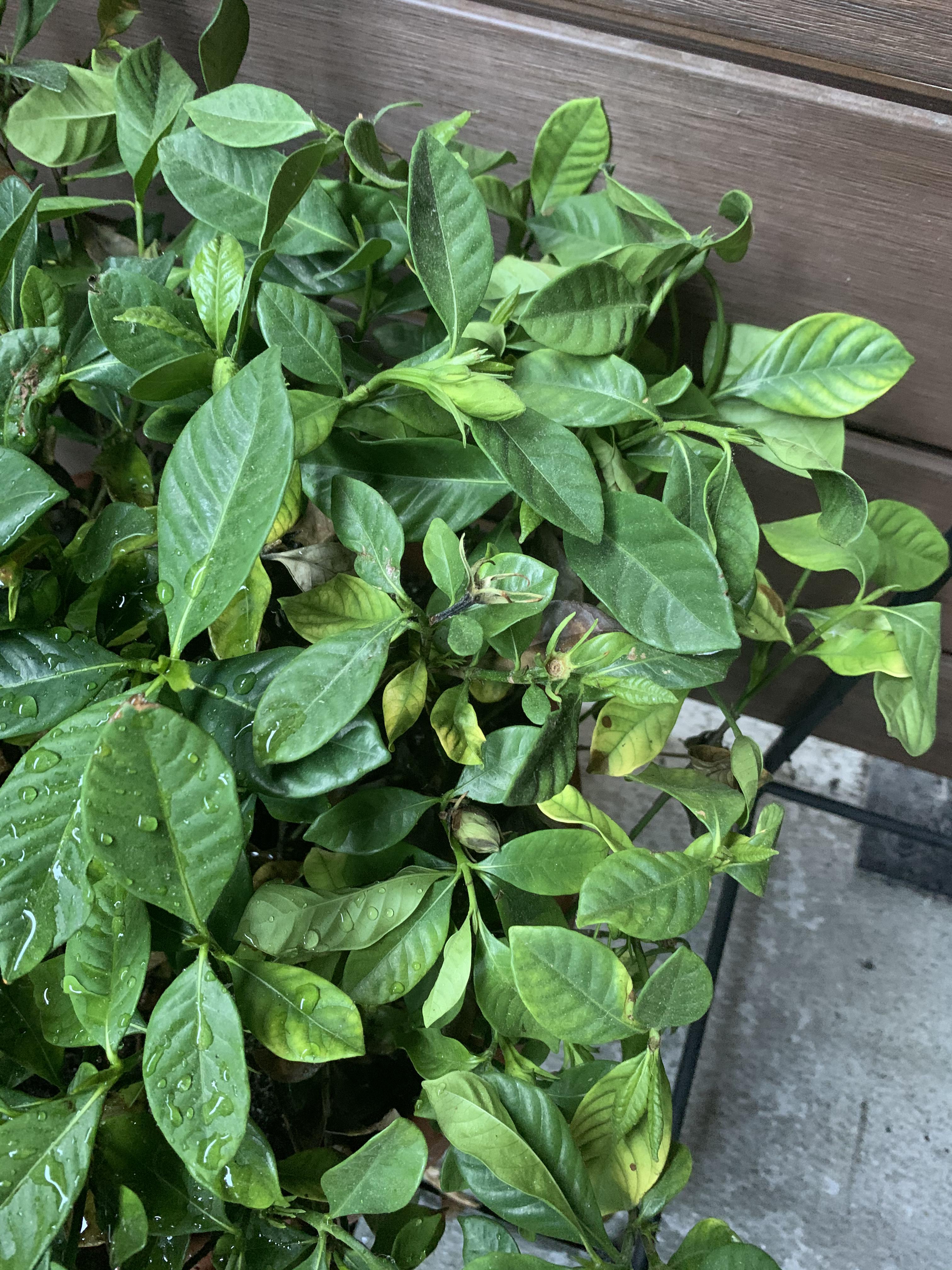 Help! My Jasmine Plat is not doing too well. How much water should I