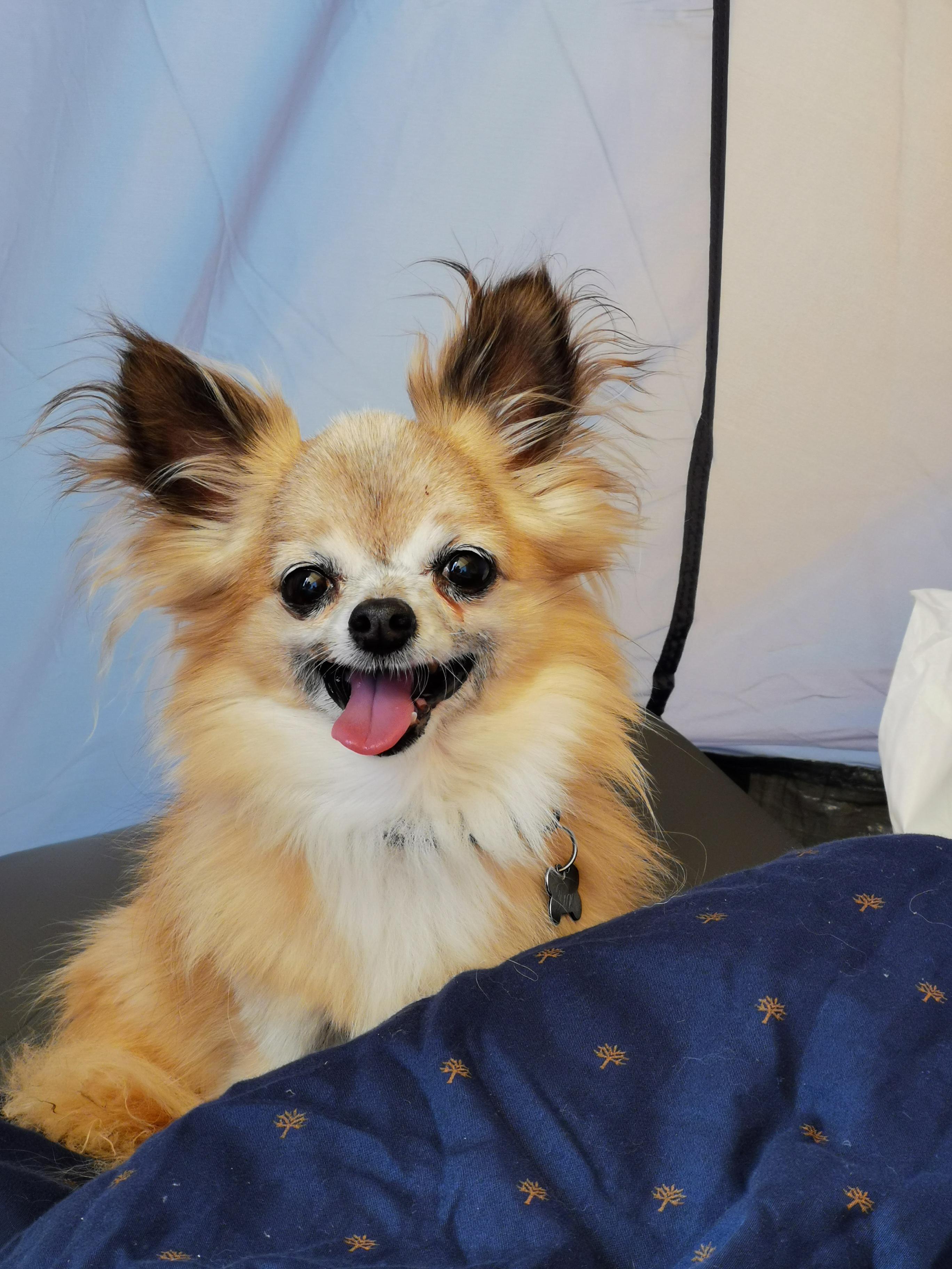 Chihuahuas can also enjoy hiking trips. 16 years old on a tent trip