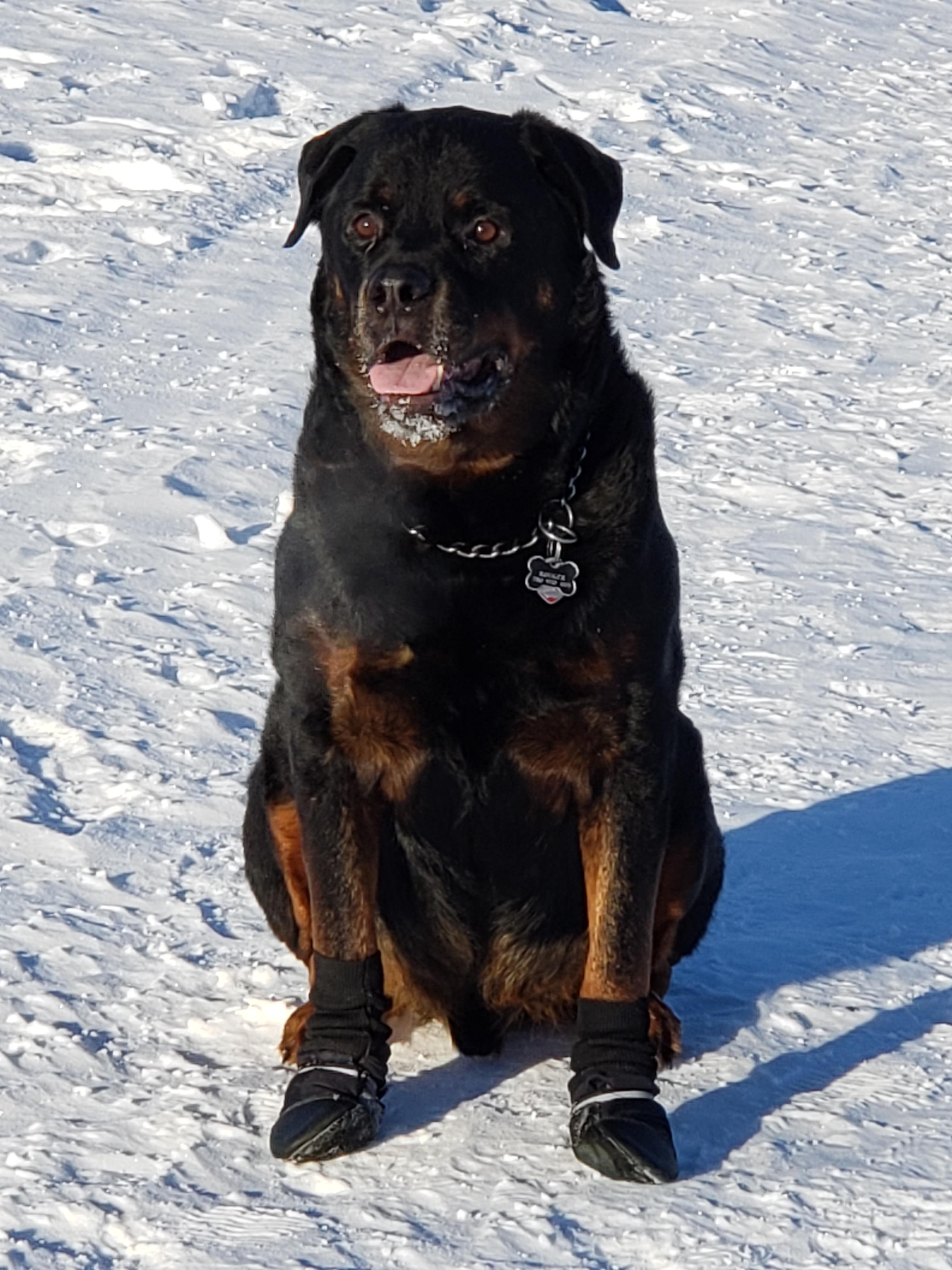 It's cold 👎 but he don't care! r/Rottweiler