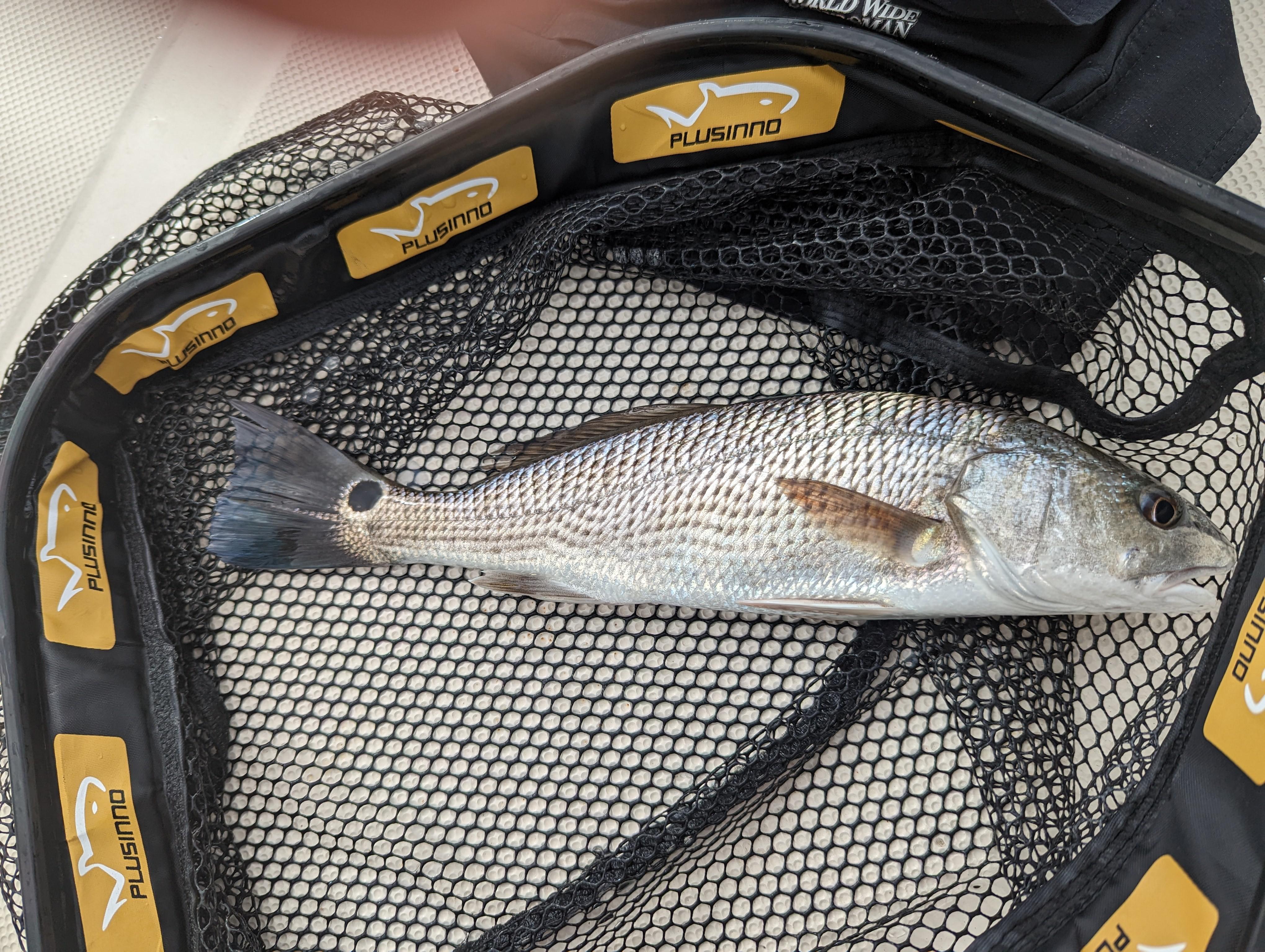 Can anyone help me identify this? I think it's a juvenile red drum but