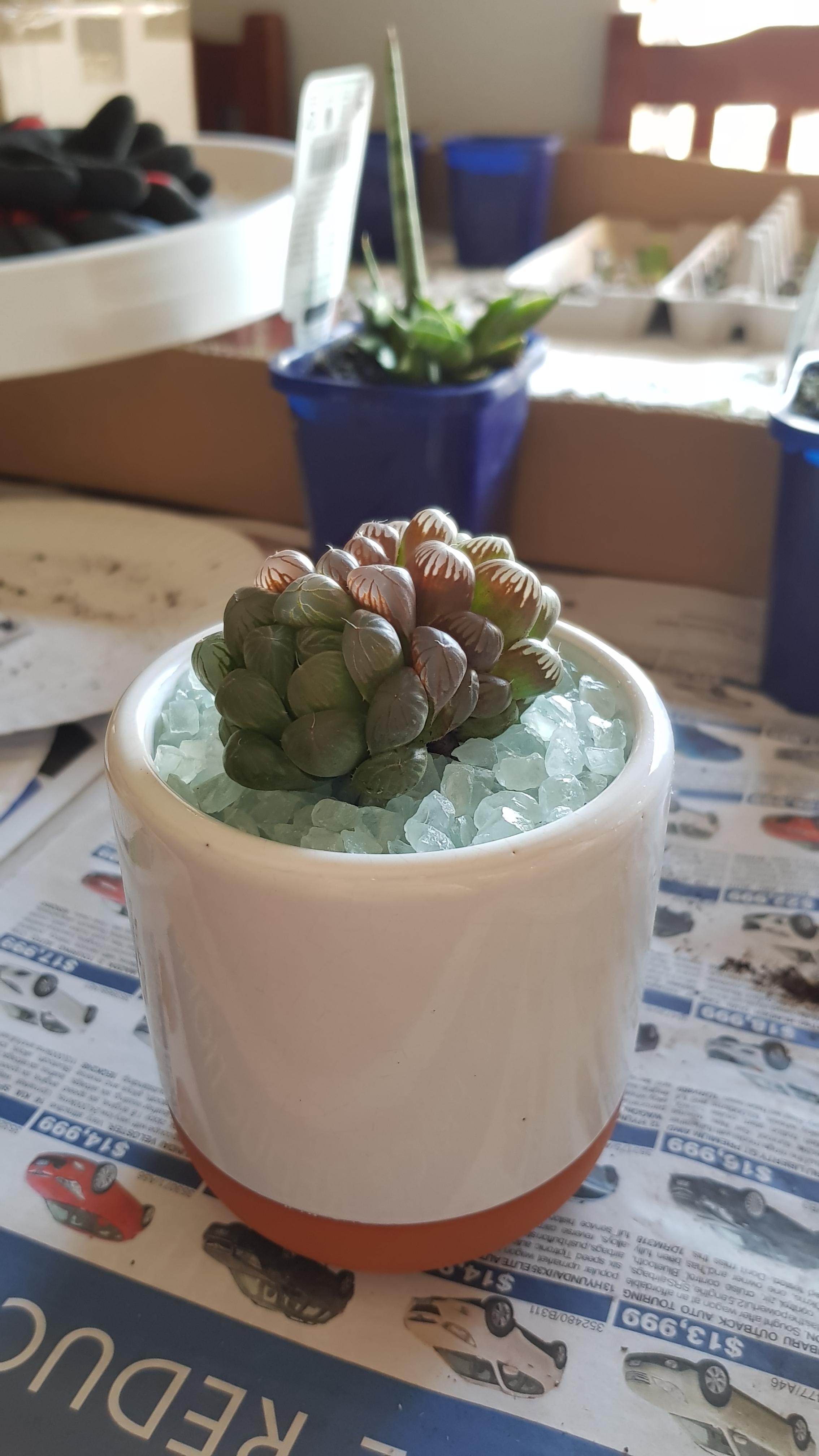 Succ repotting 1 out of 5. A Haworthia 😍 Also