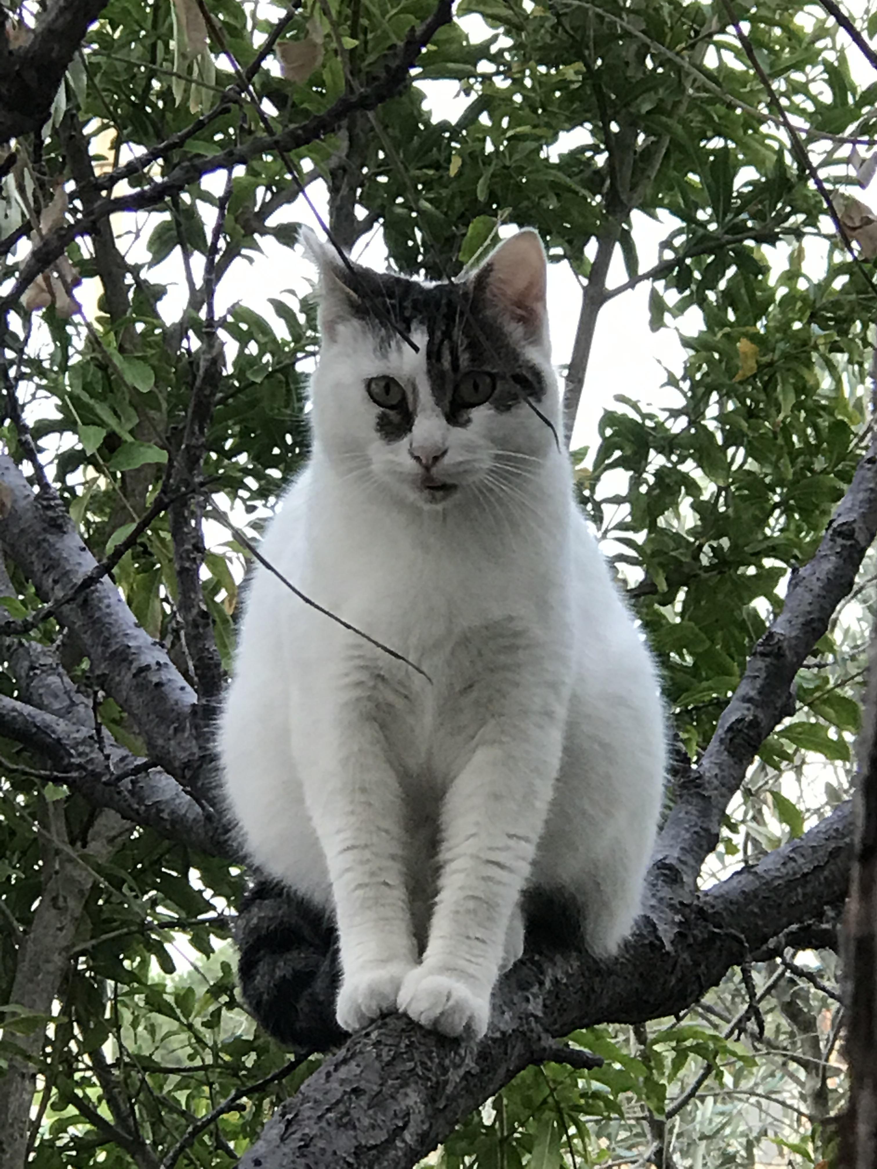 My chonky tree boi r/cats
