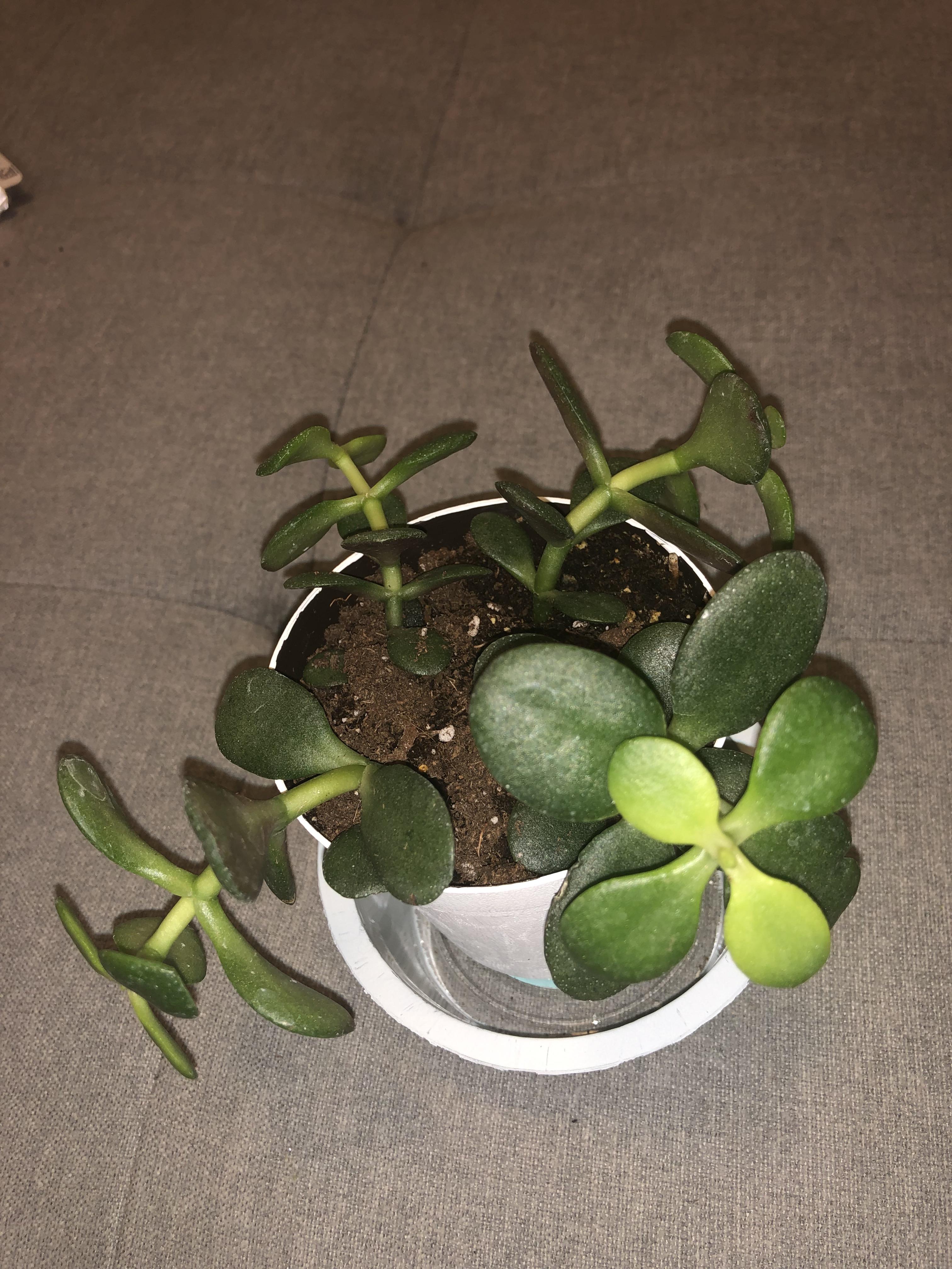 need help!! am I doing something wrong or does my jade plant just need repotted/support? he’s