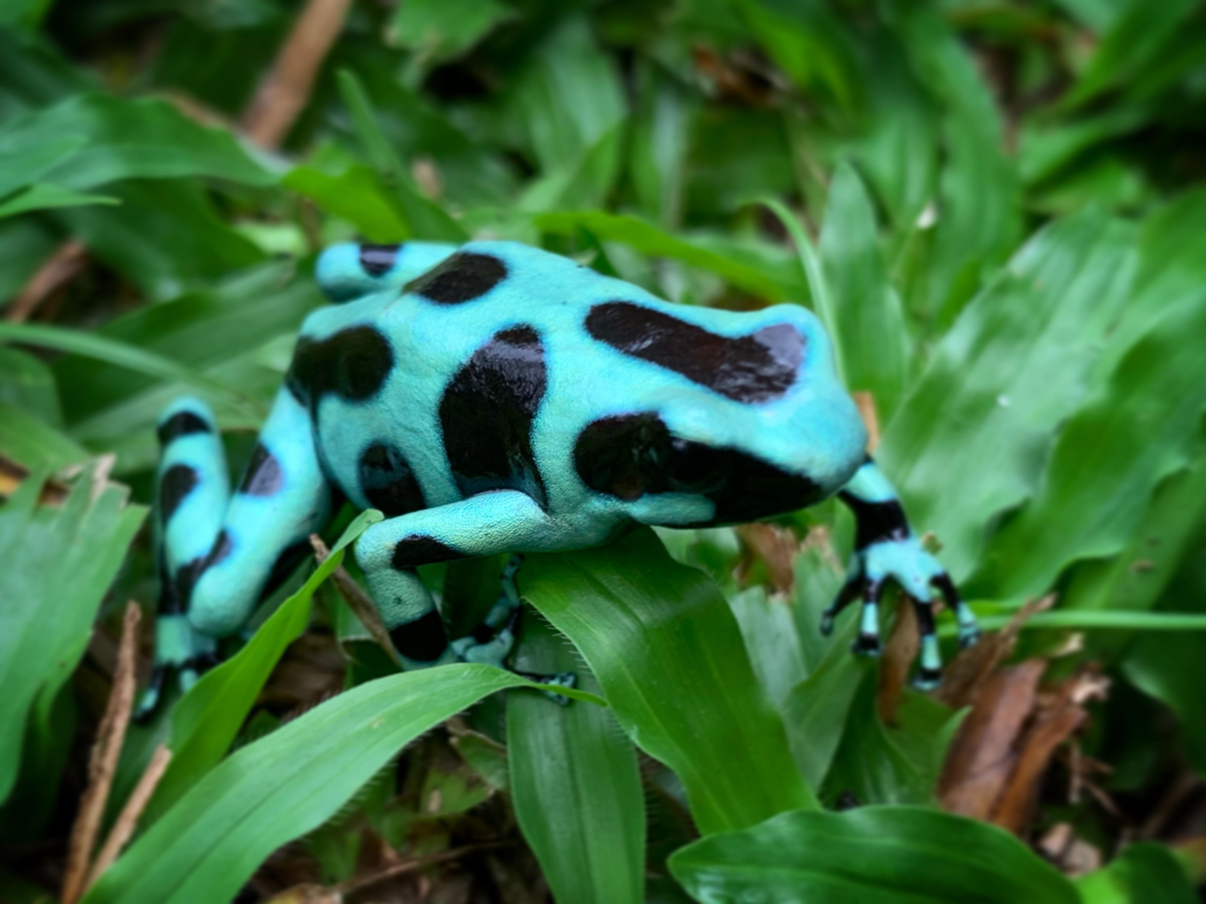 Wild green and black poison dart frog in southern Costa Rica. They were all over the place! r