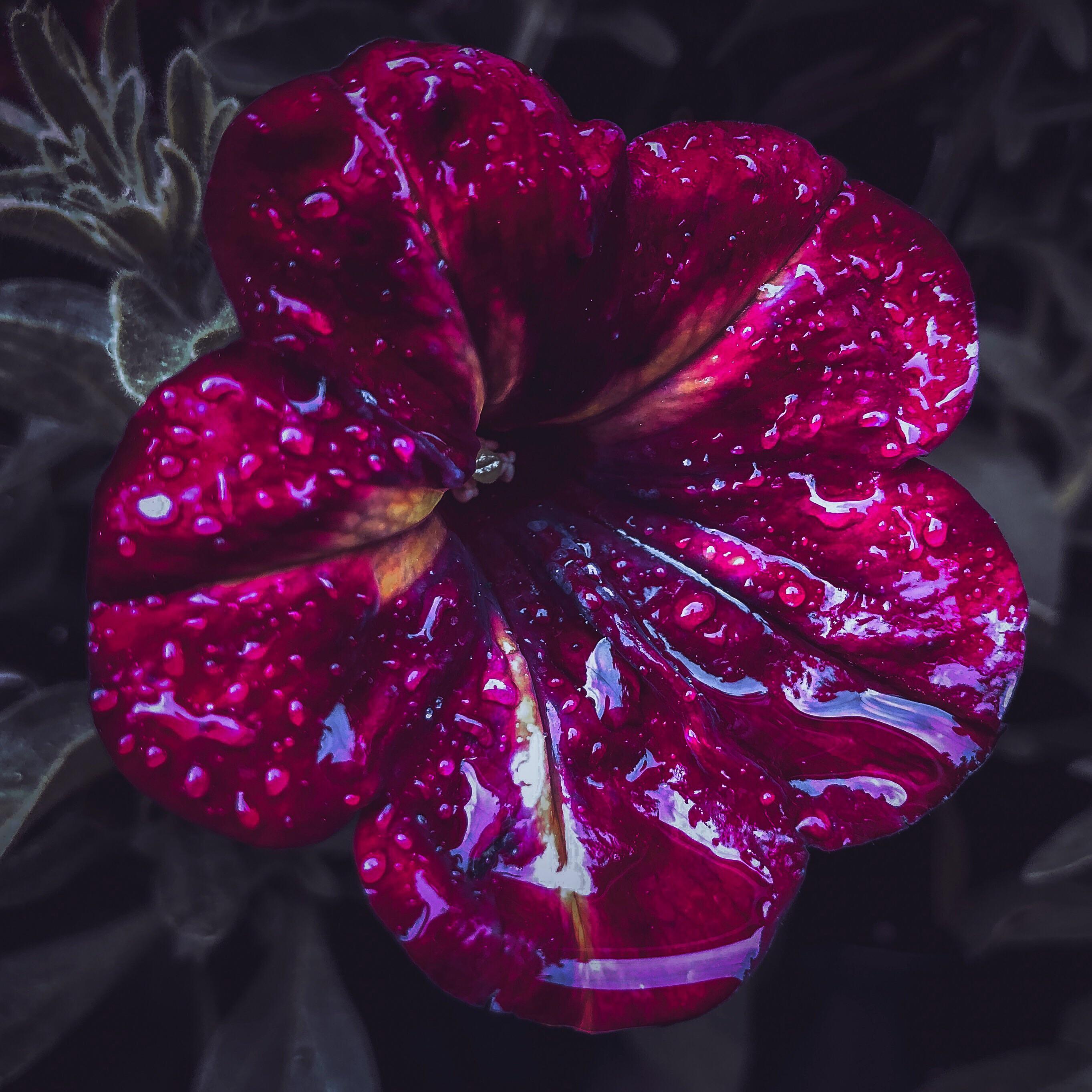 My first attempt to take picture of wet flower pics