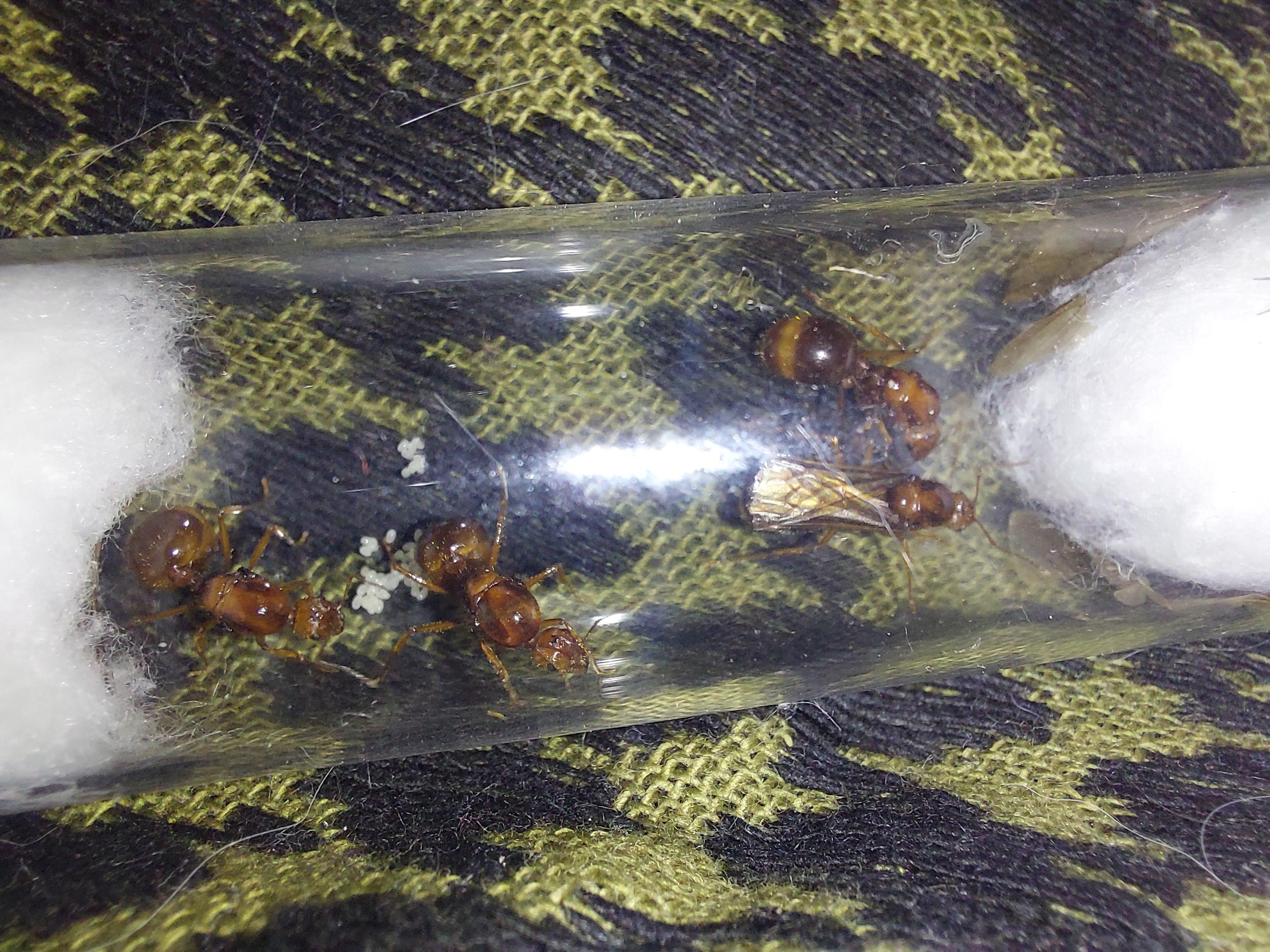 Funnel ant first lay r/antkeeping