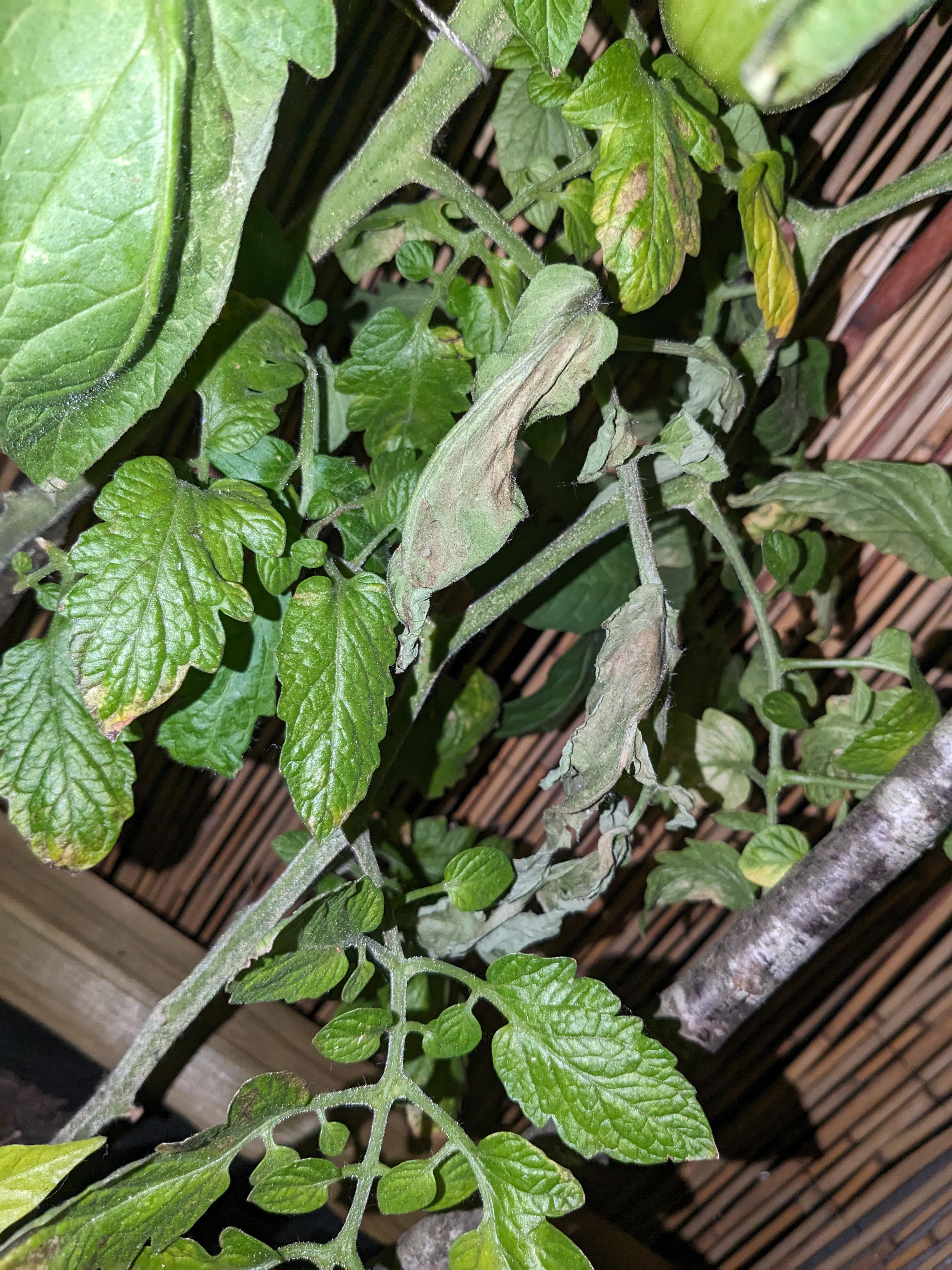 Tomato dropping leaves r/tomatoes