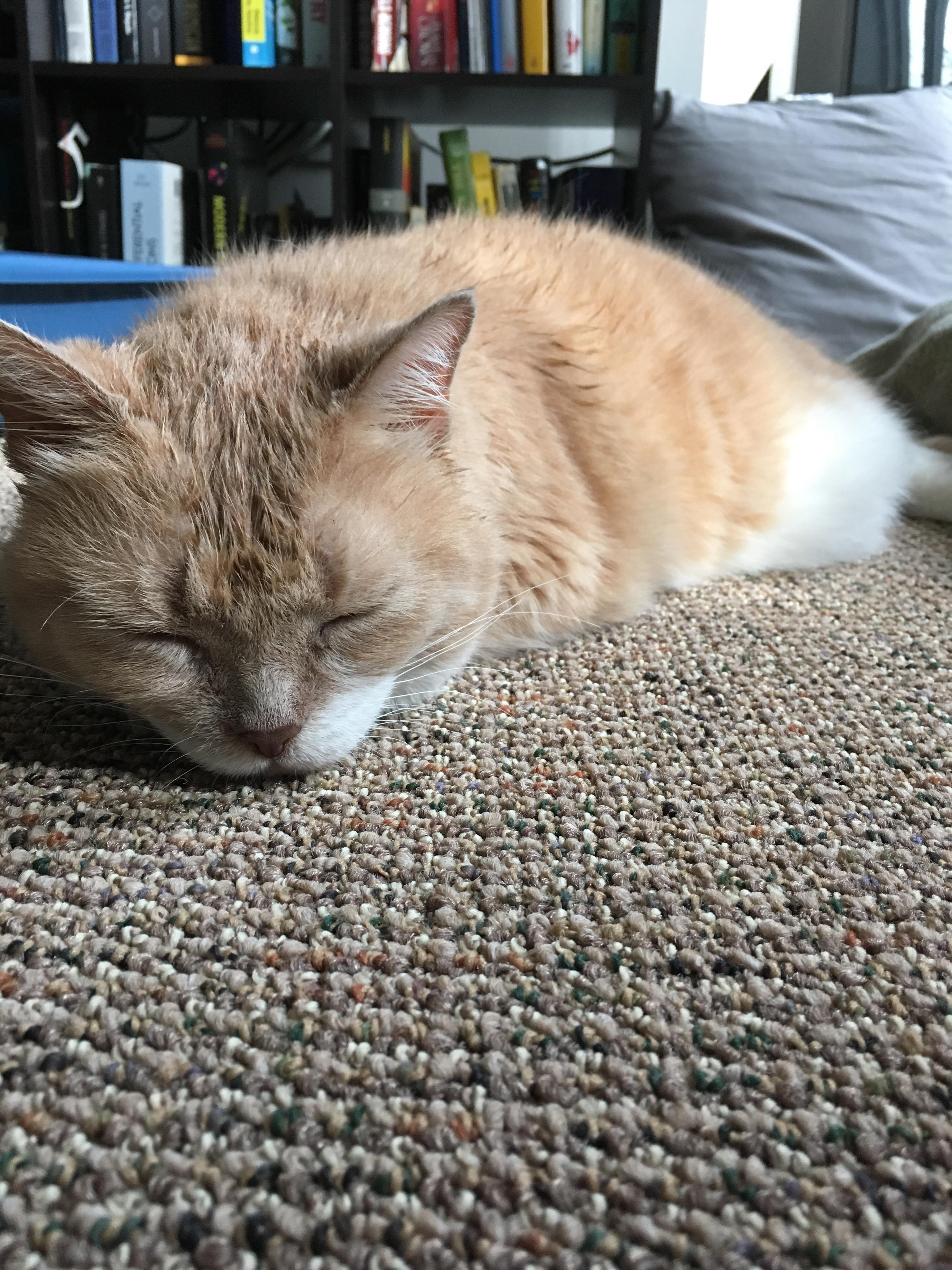 Found cat in East Boston. Fat, blind, deaf. Inside for now as he was