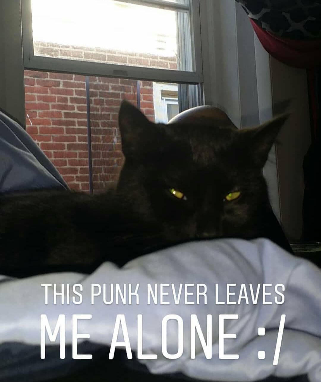 I keep waking up to my roommates cat sleeping on my chest lol. I love