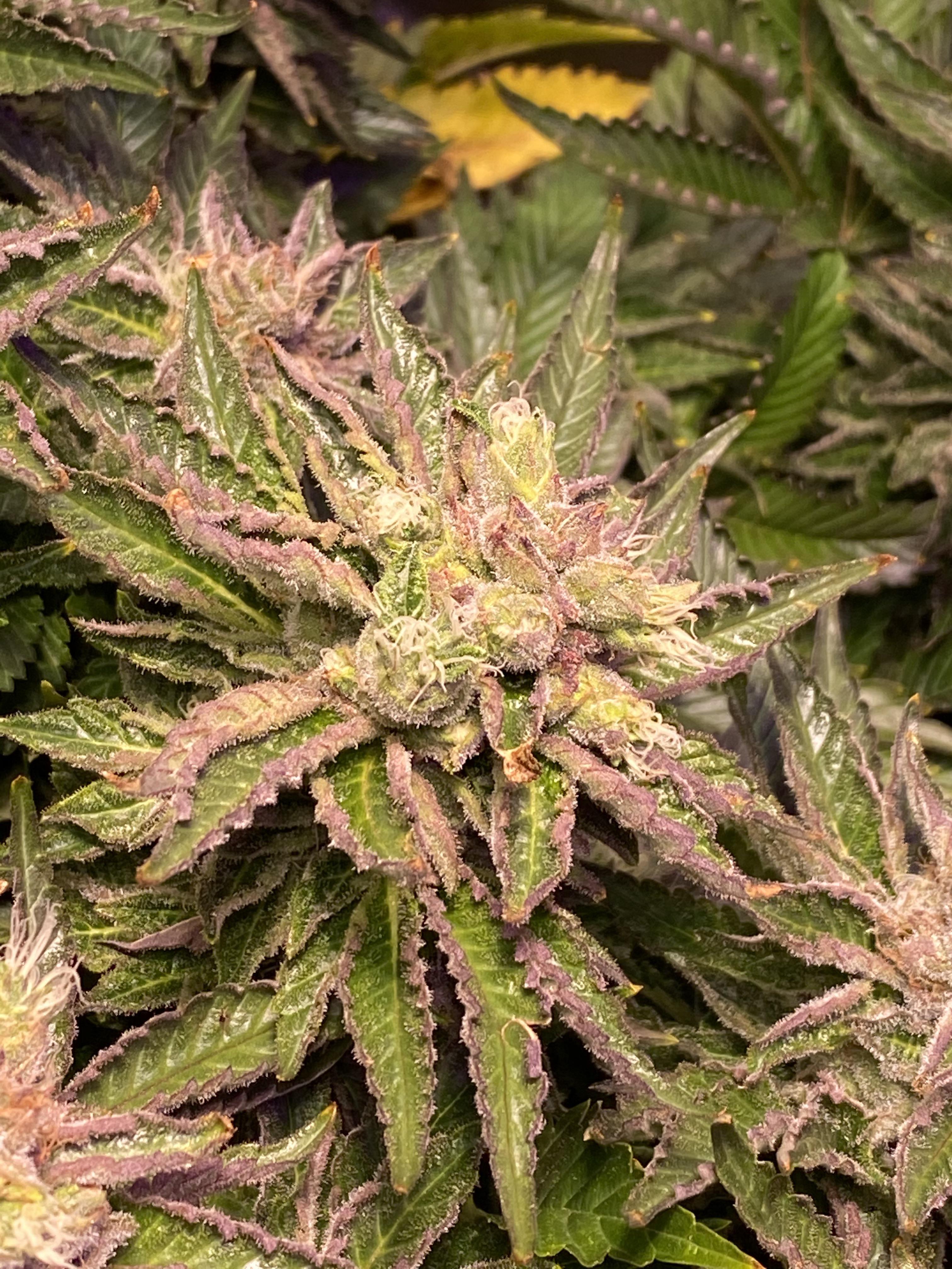 Can anybody tell me why these plants started to reveg on there own in