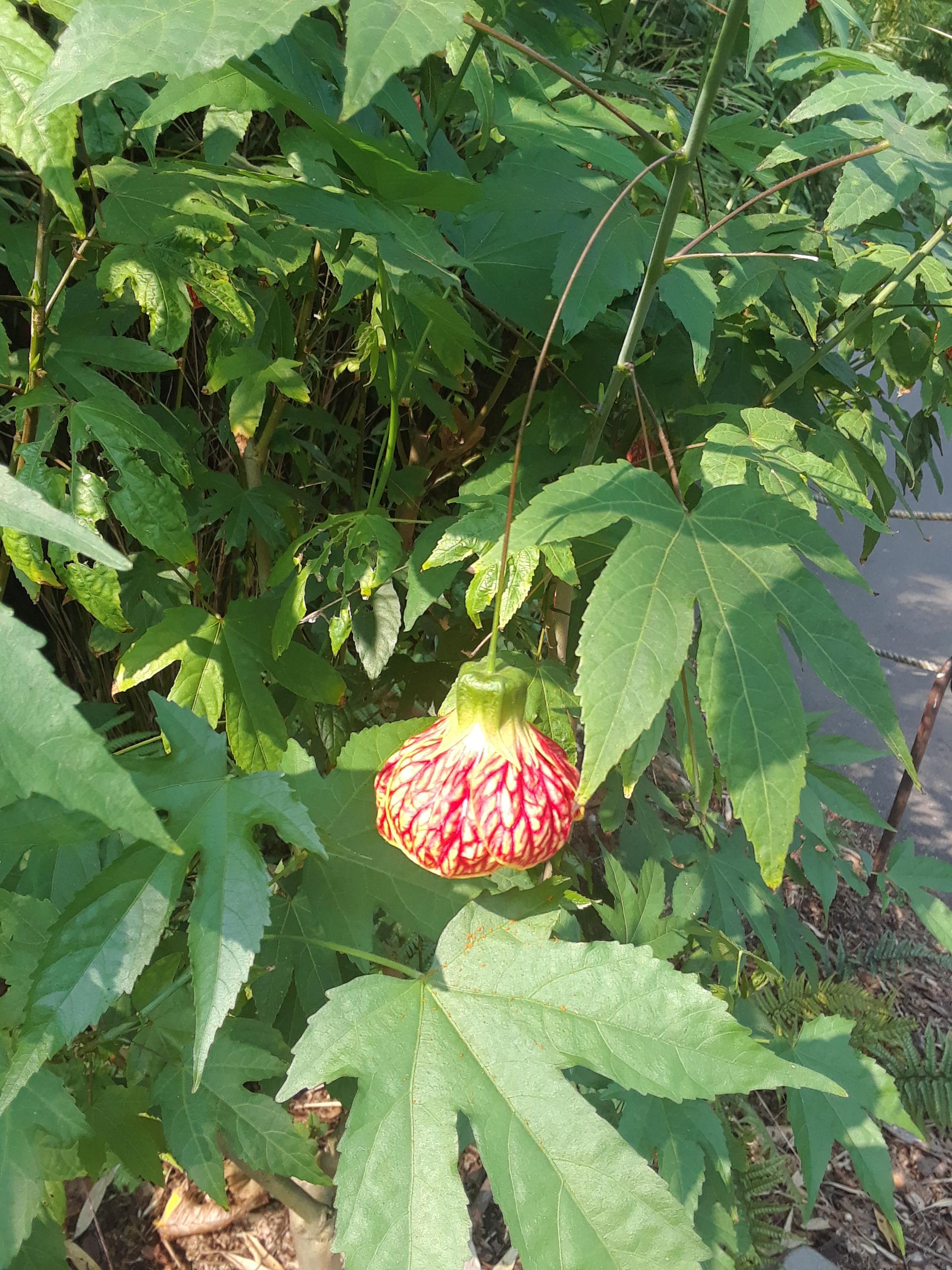 This is a really cool tropical looking flower but grows here in zone 7