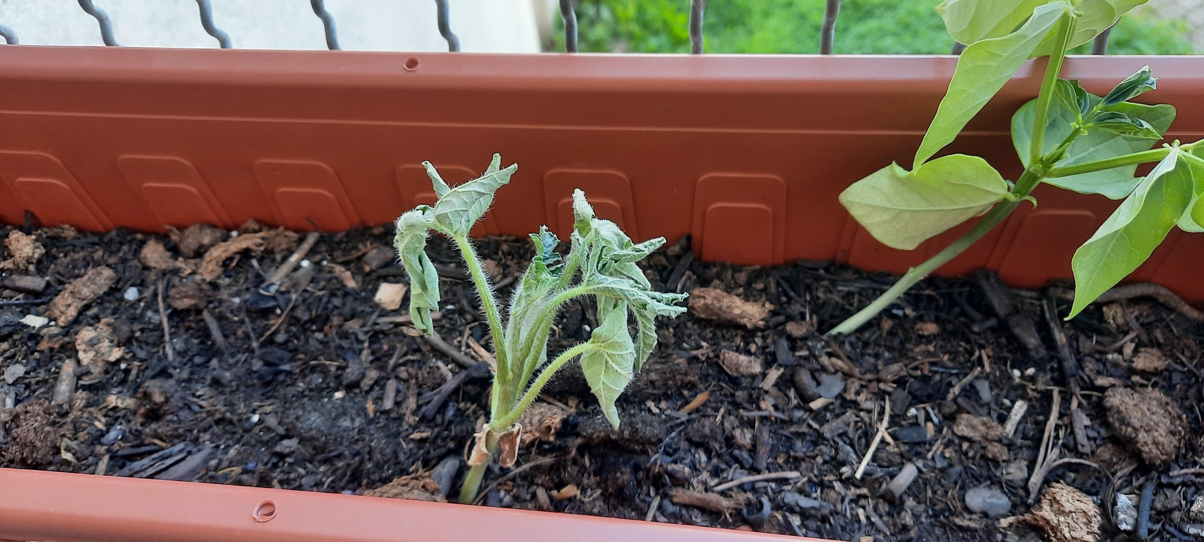 why is it dying ? (watermelon) r/gardening