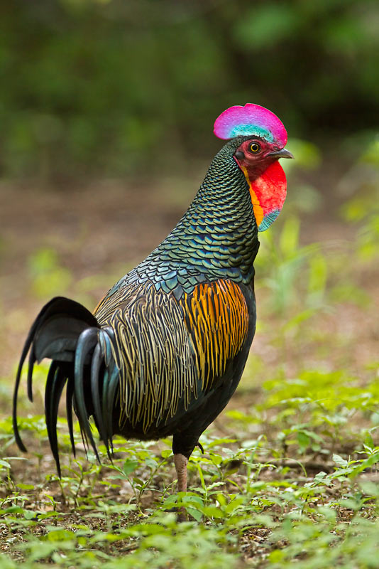 🔥 Wild green junglefowl, one of four species of wild jungle fowl, also called Javan junglefowl