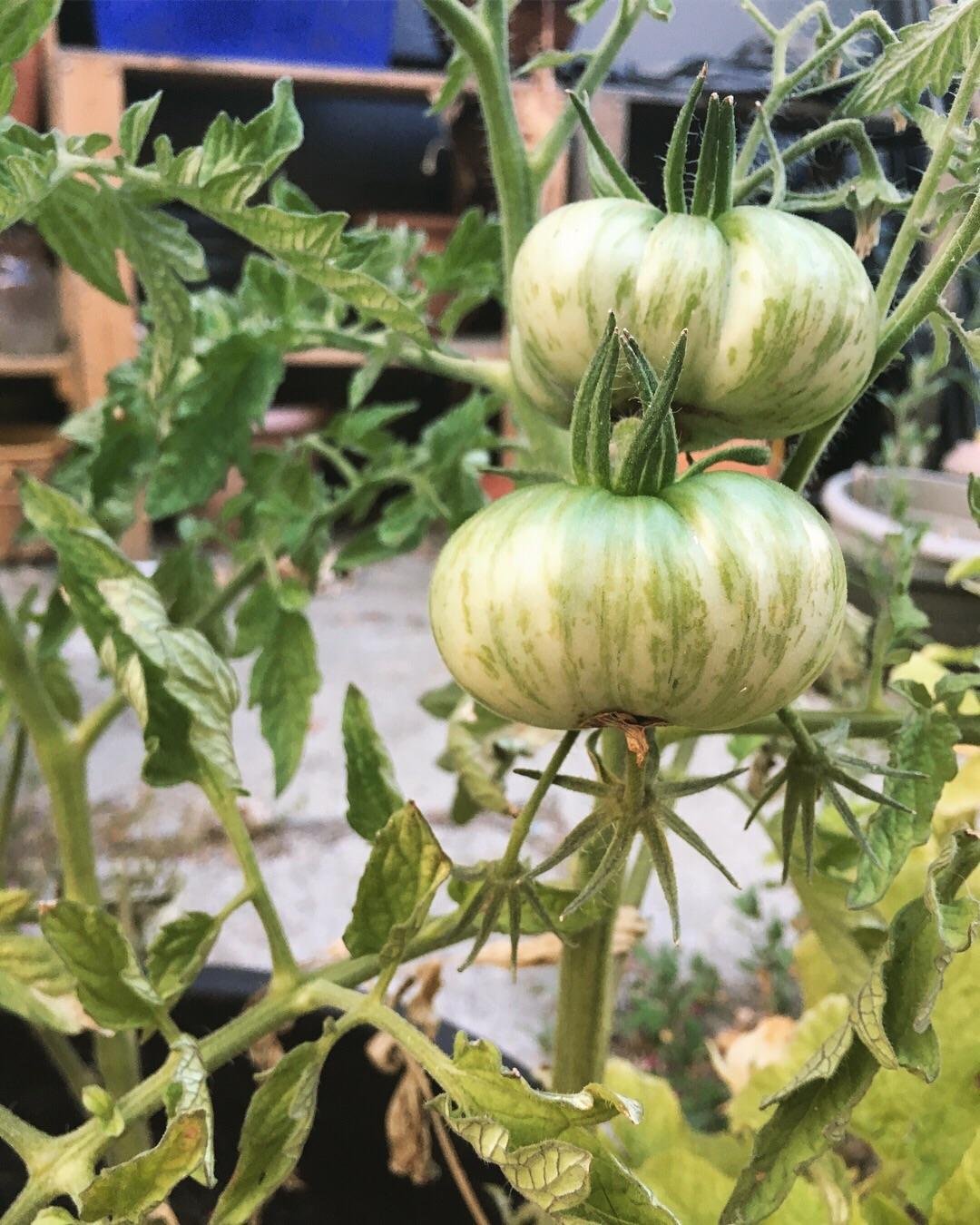 Tomatoes r/gardening